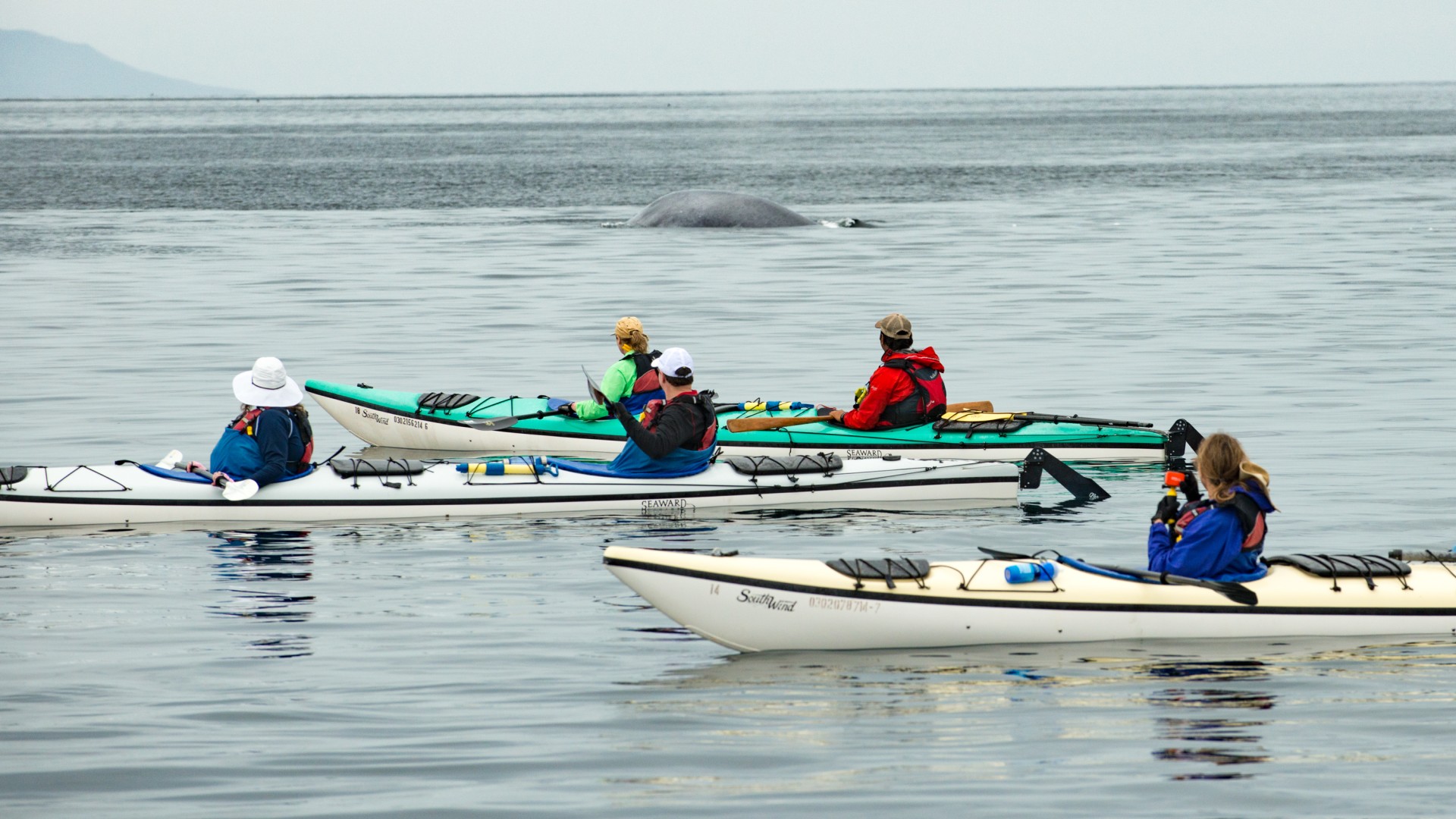 Sea kayakers paddling close to a whale swimming by in the Sea of Cortez