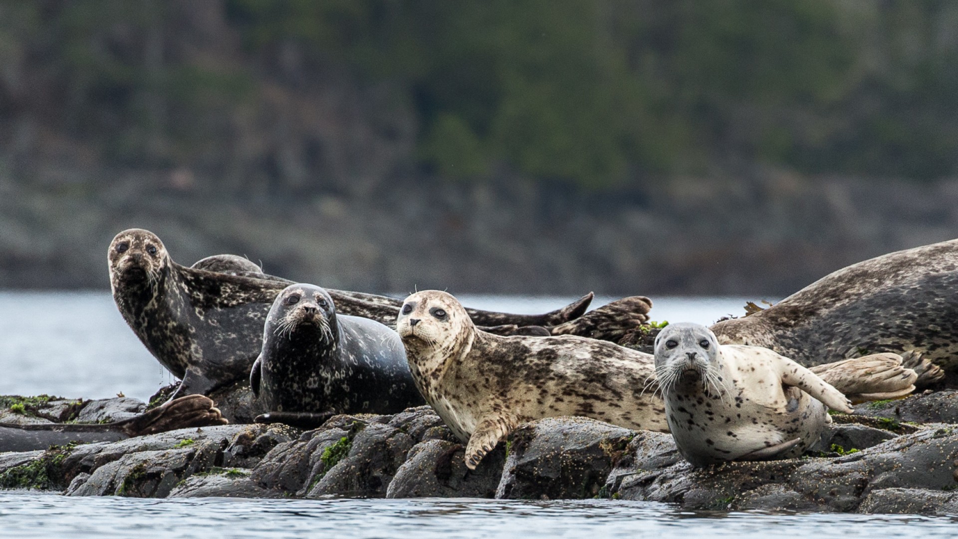 A group of seals all looking the same direction perched on a rock in the middle of the water