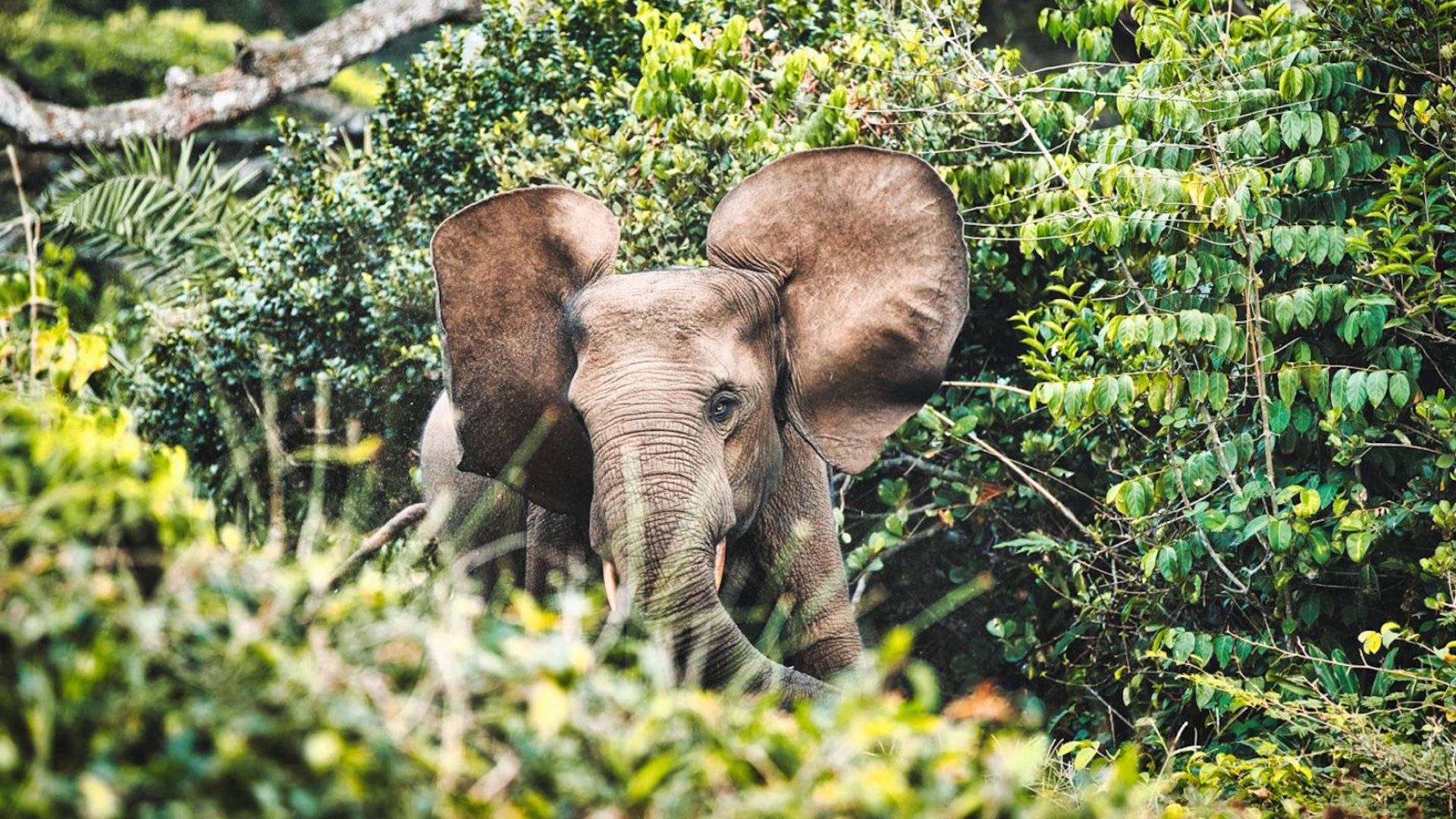 Forest elephant peeking its head out of the dense trees.