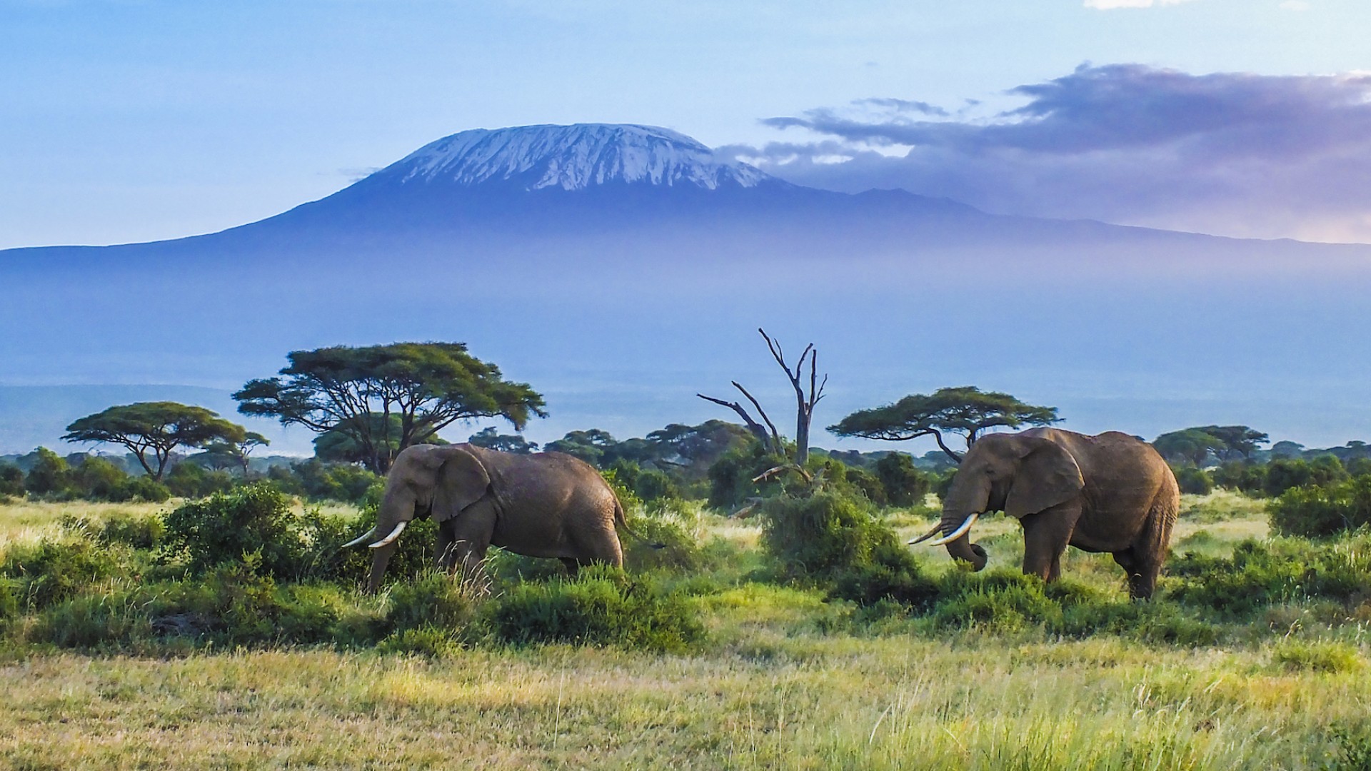 Elephants walking in front of a table top mountain in Tanzania