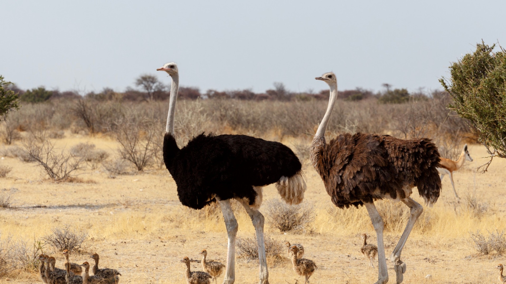 A mom and dad ostrich with a group of their offspring in Namibia desert