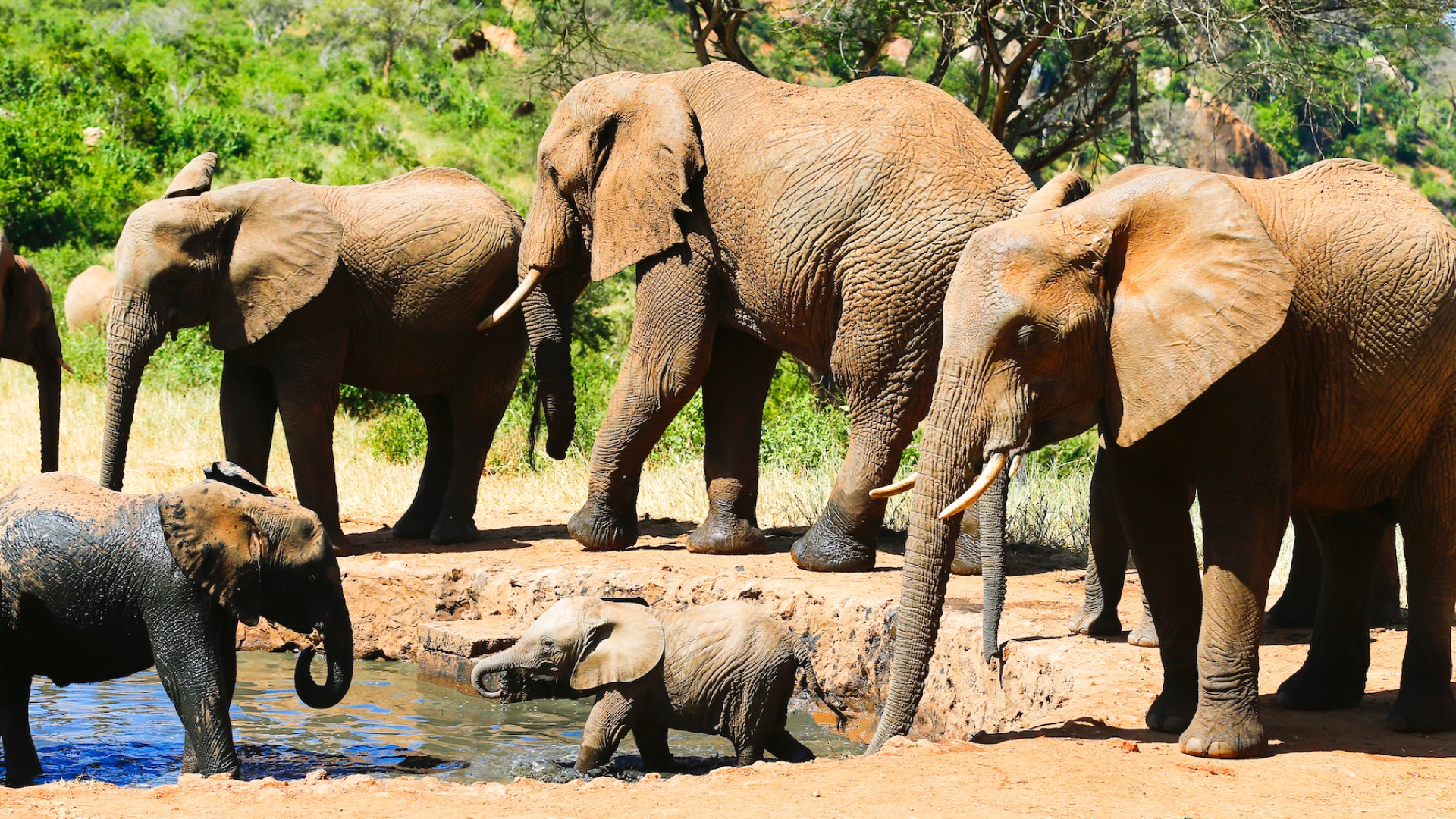 Family of African elephants including a baby elephant walking through a pond on a sunny day