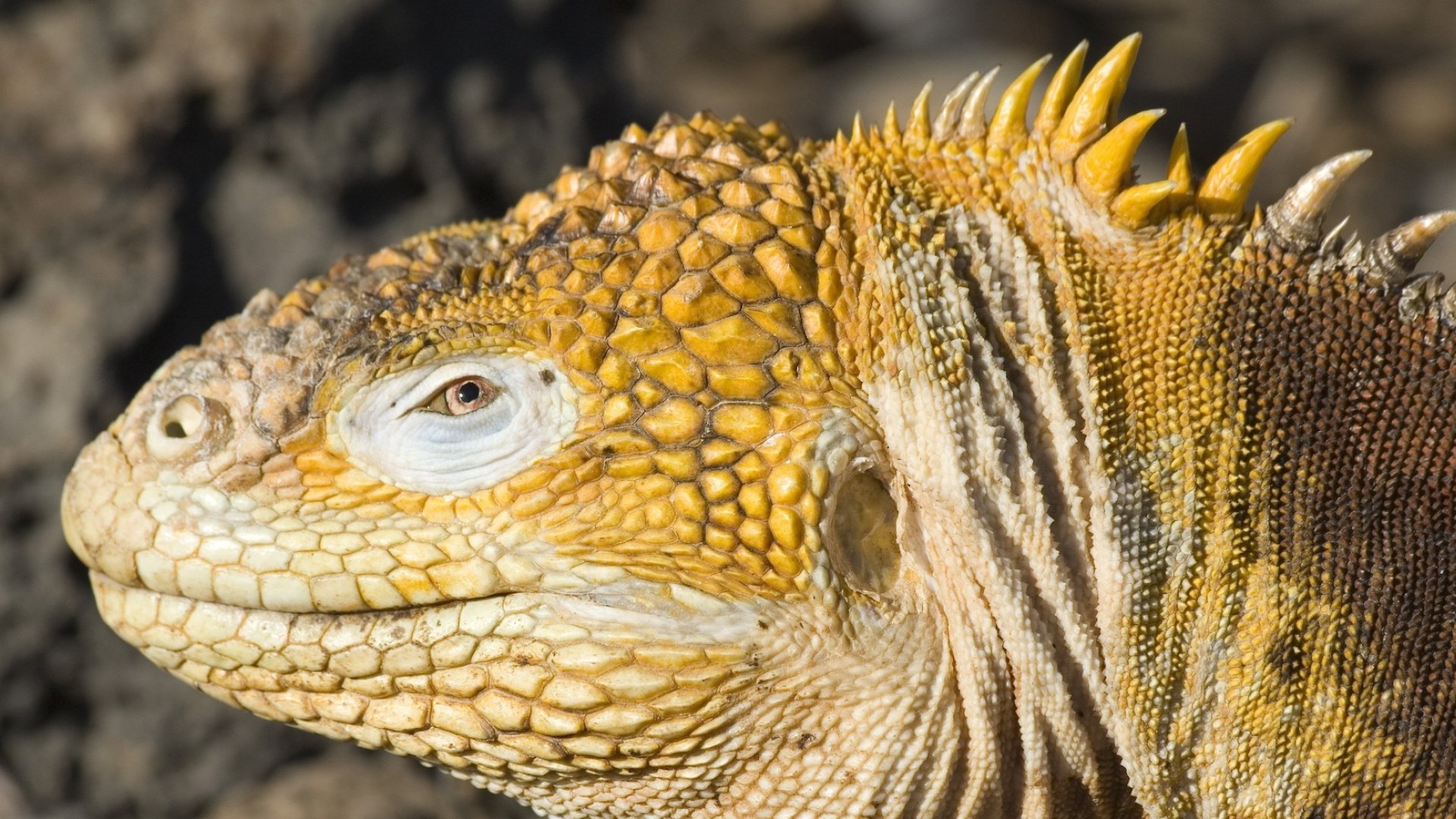 Close up of the side of an iguanas face basking in the sun on the beach