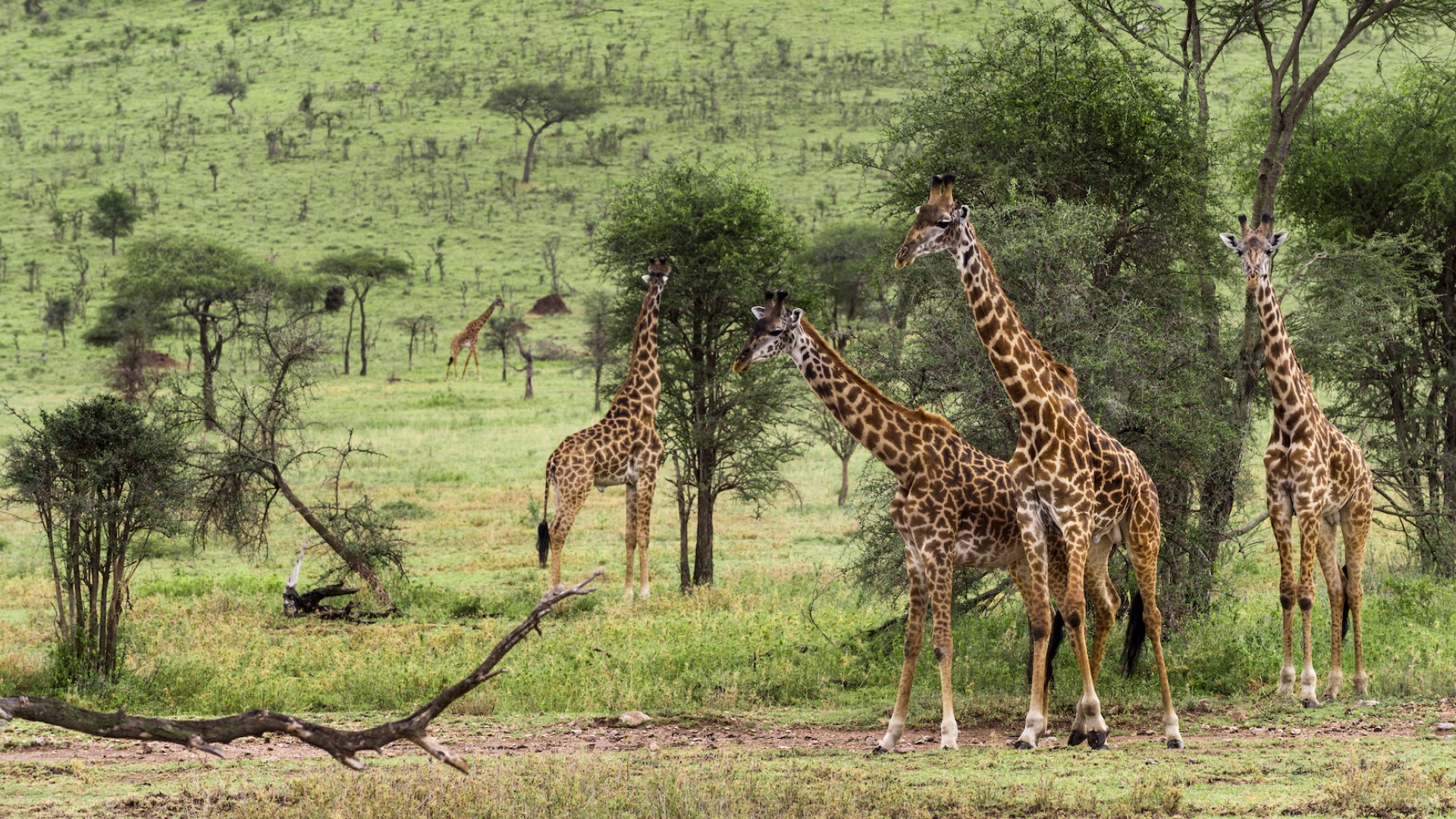A group of giraffes in a green field as seen from a safari car