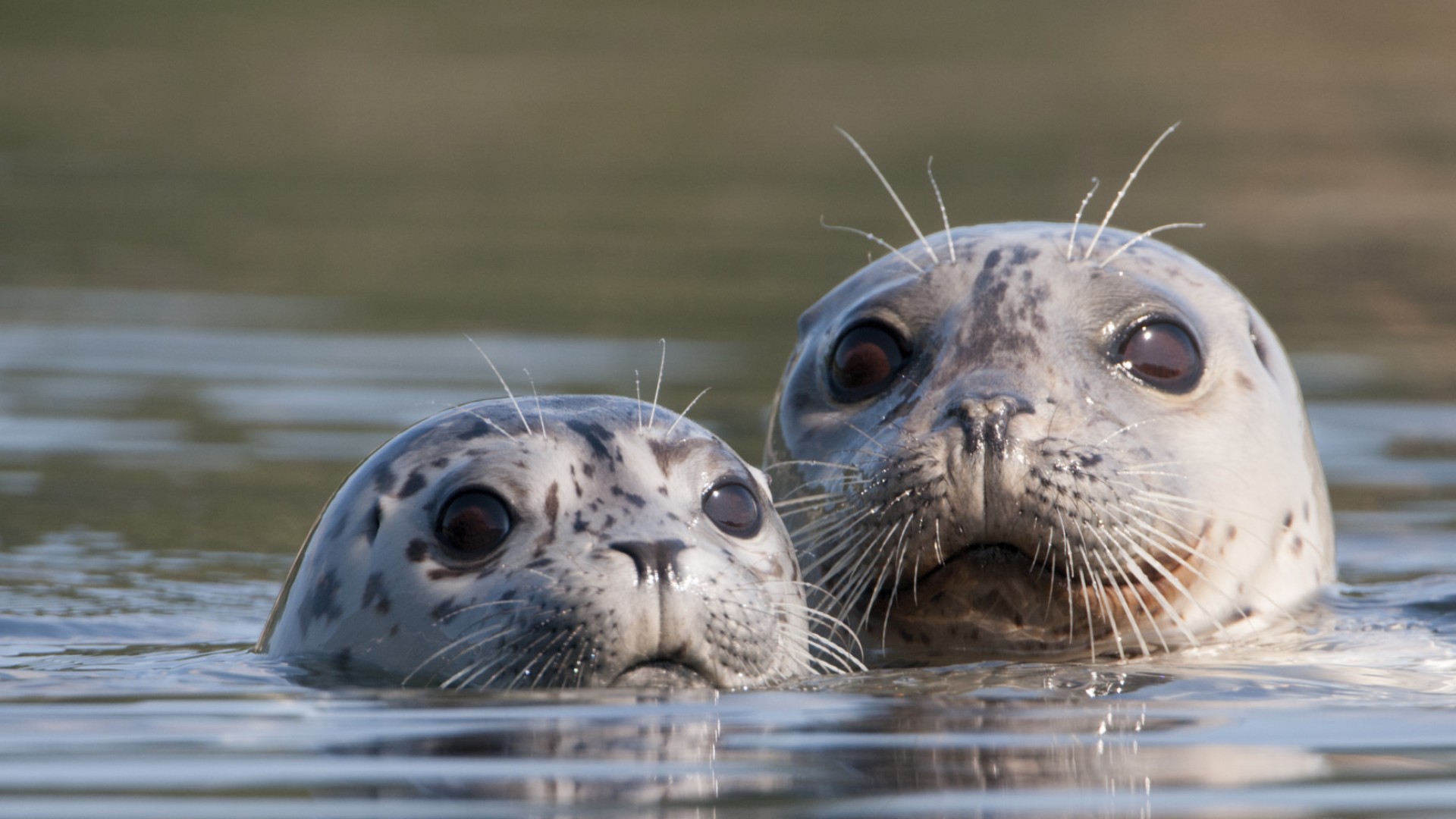 Close up on two harbor seals sticking their eyes and nose out of the water and looking directly at the camera