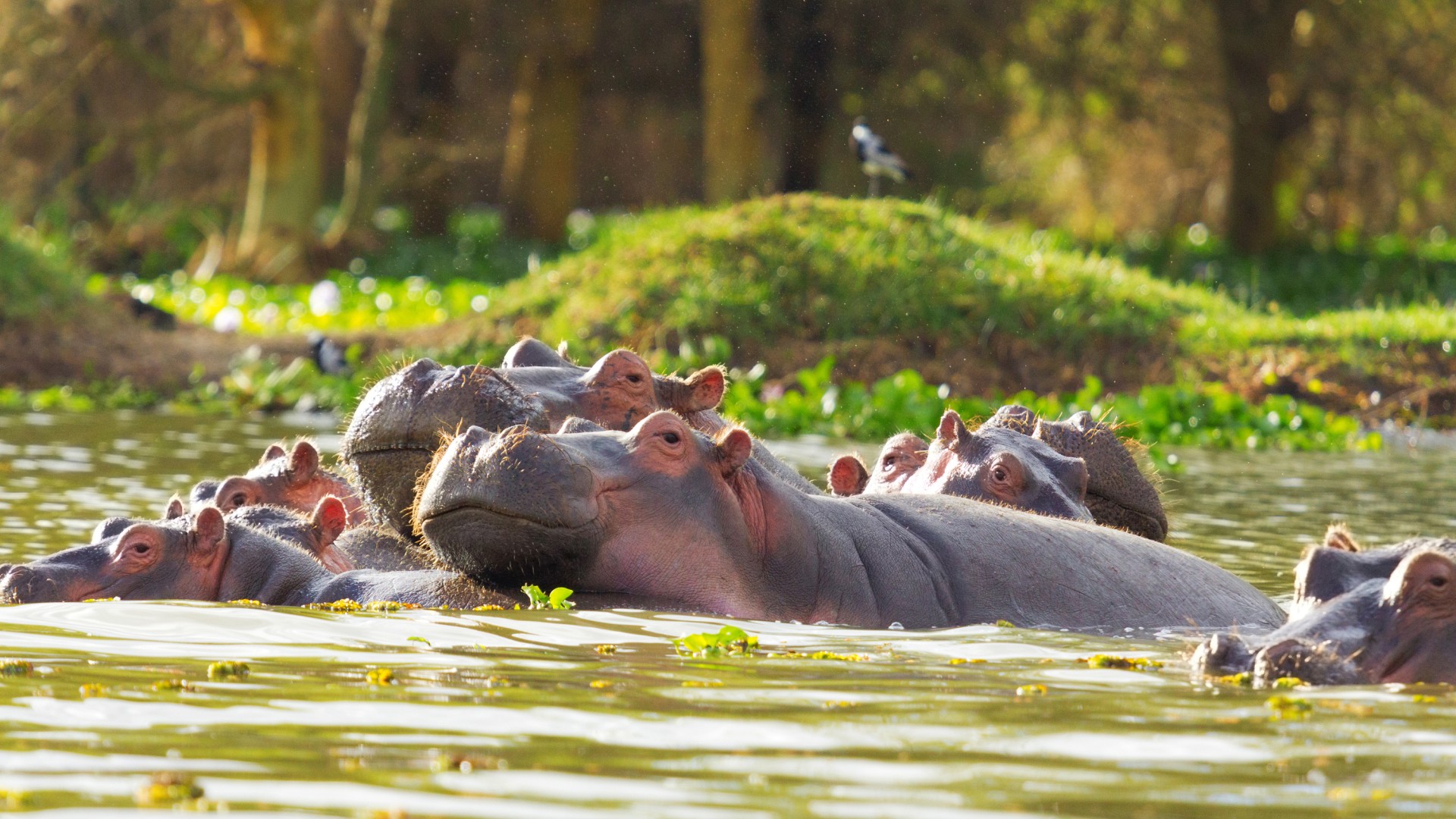 A family of hippos peaking out of a body of water in Kenya