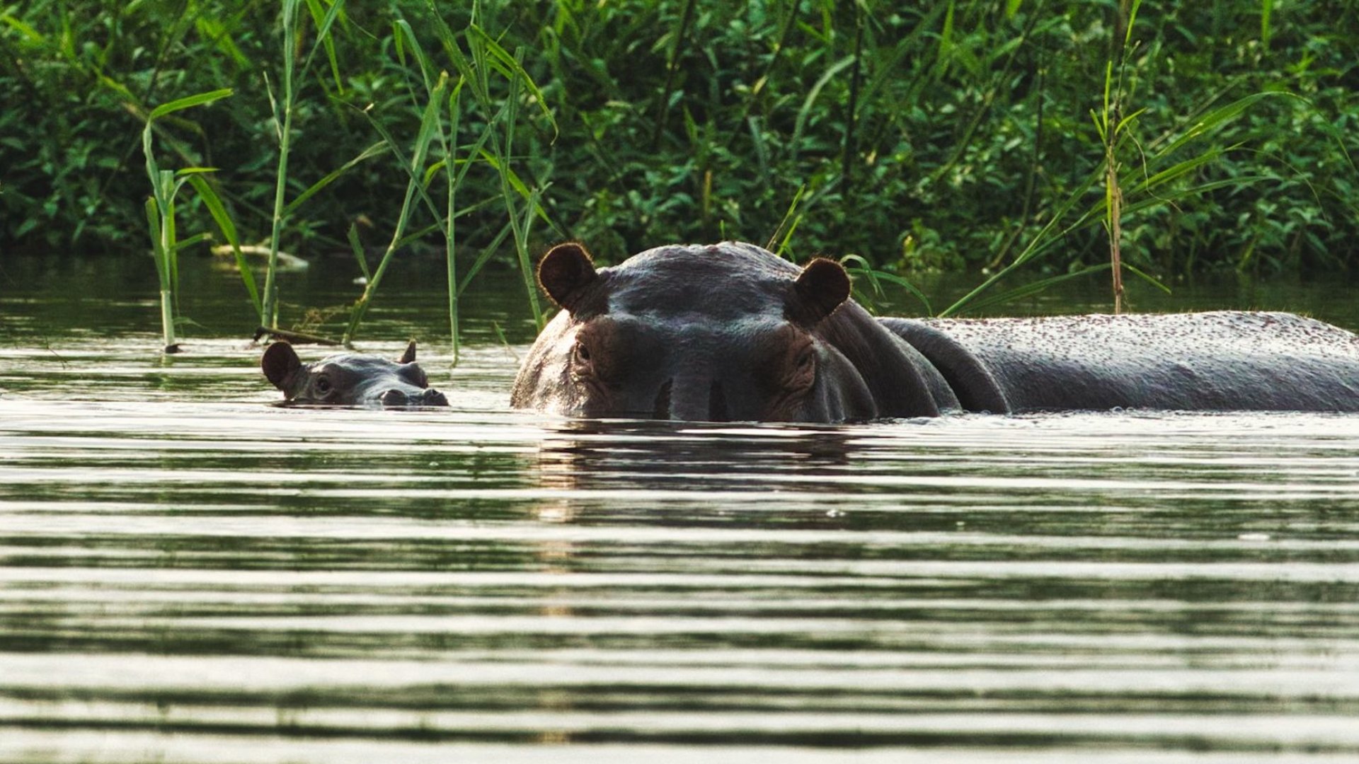 Two hippos sitting in the water in gabon.