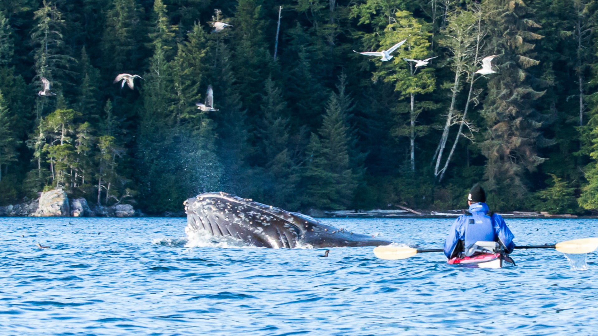 Person paddling towards a breaching humpback whale as birds fly overhead 