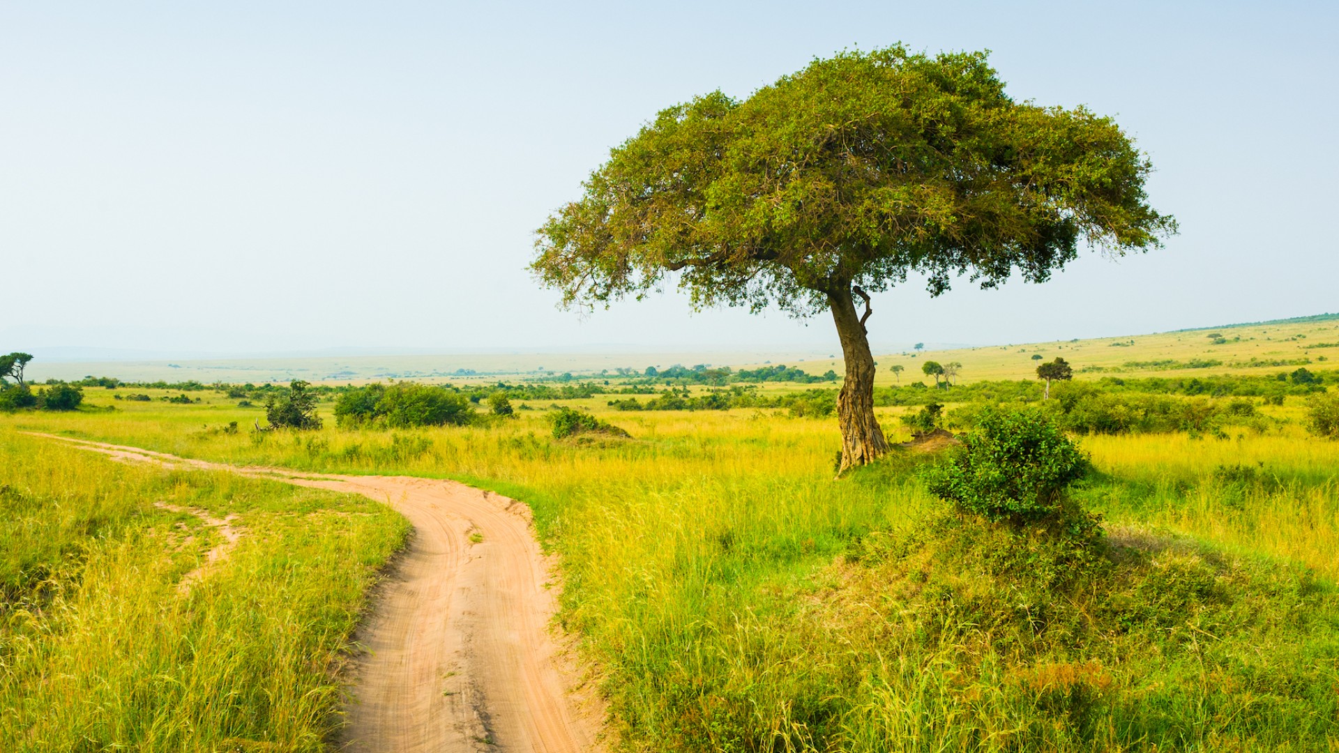 Safari landscape in Kenya of a big green field with a dirt road running through the center of it and a tree to the right of the road 