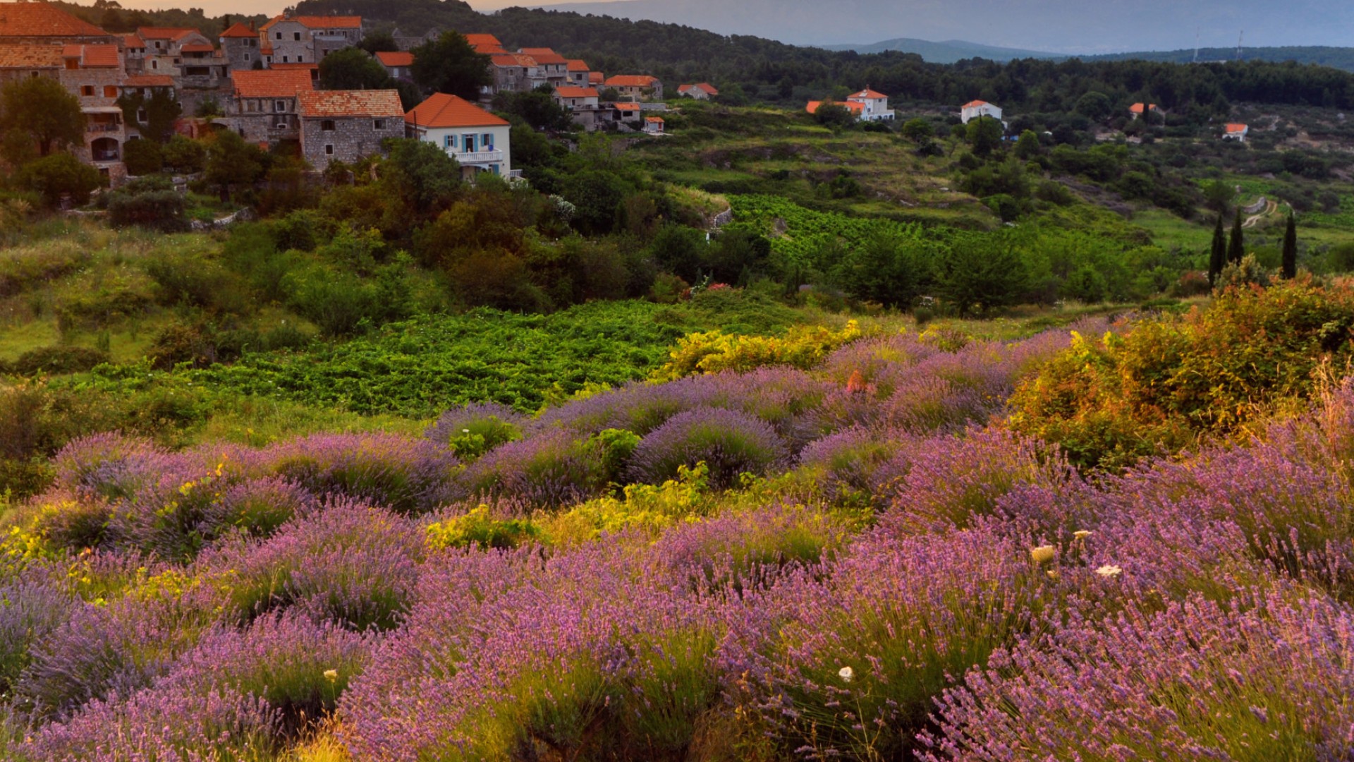 View of a lavender field with a few houses in the background in Croatia
