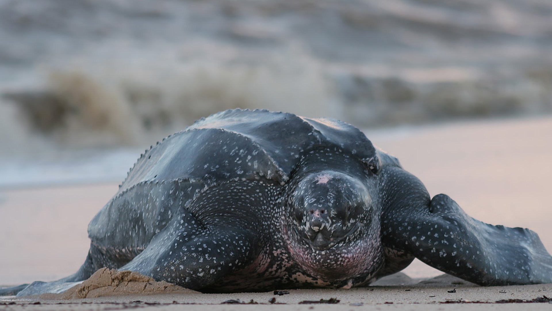 One large leatherback turtle sitting on a sandy beach with the ocean in the background.