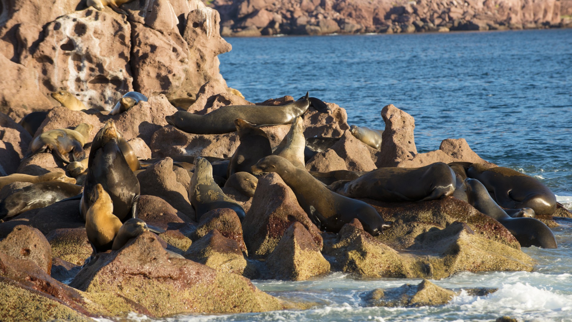 Group of sea lions sprawled out on rocks off the coast of La Paz as seen by sea kayakers