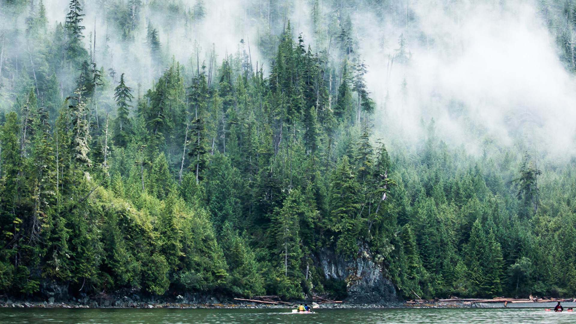 Misty rain and fog moving through a dense forest of trees along coastal British Columbia