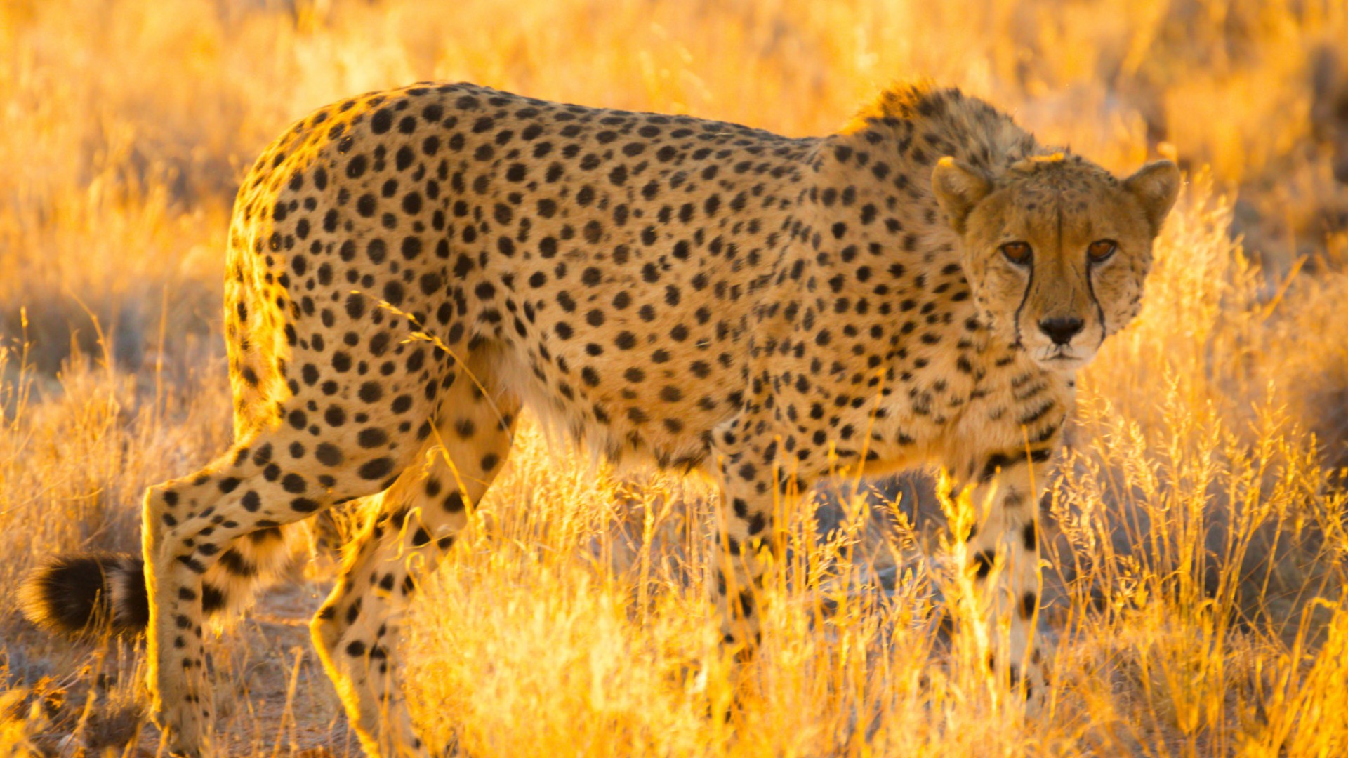 Cheetah in Namibia lurking through tall grass looking directly at the camera