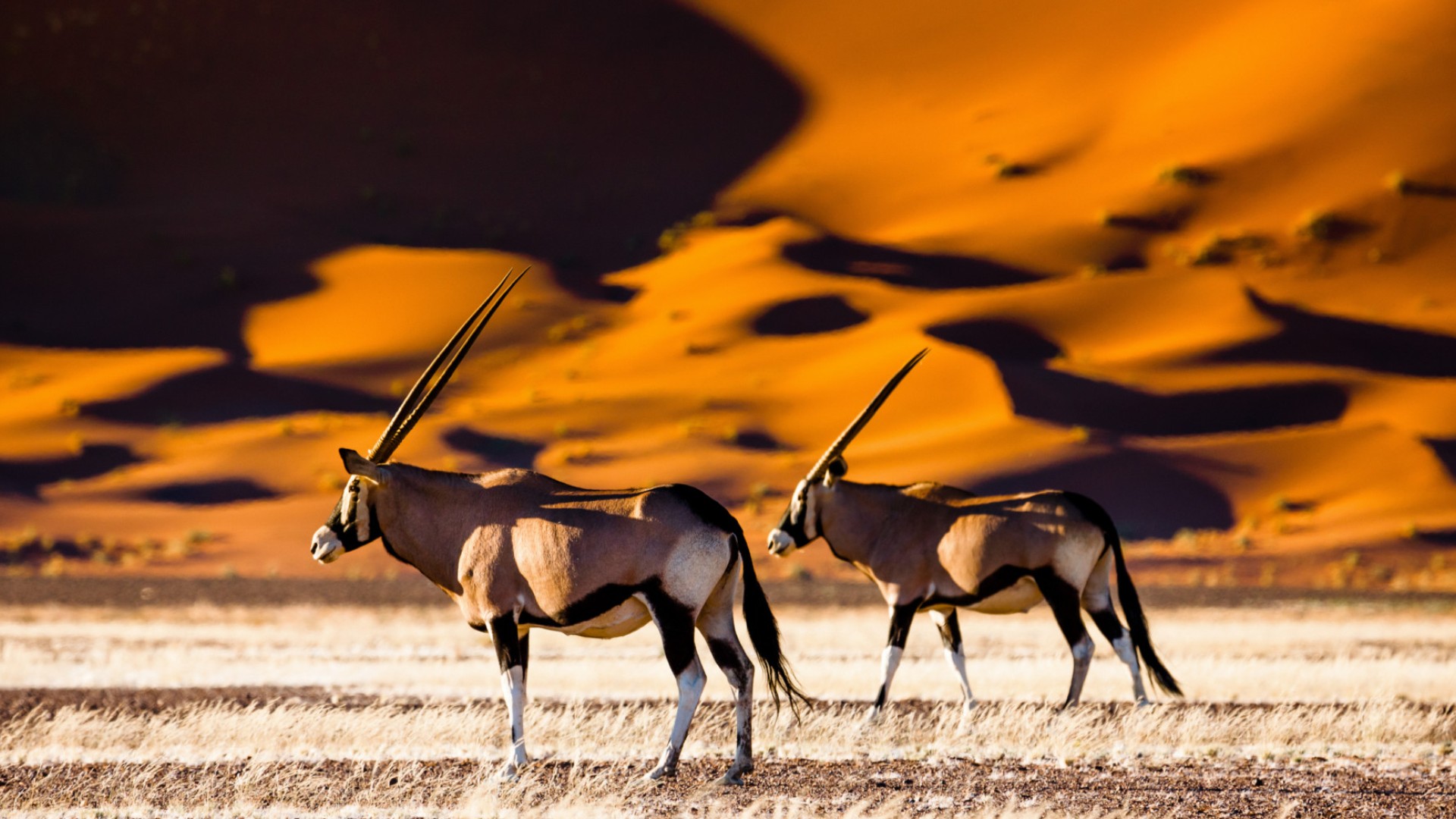 Gemsbok Antelope running through the sand in Namibia