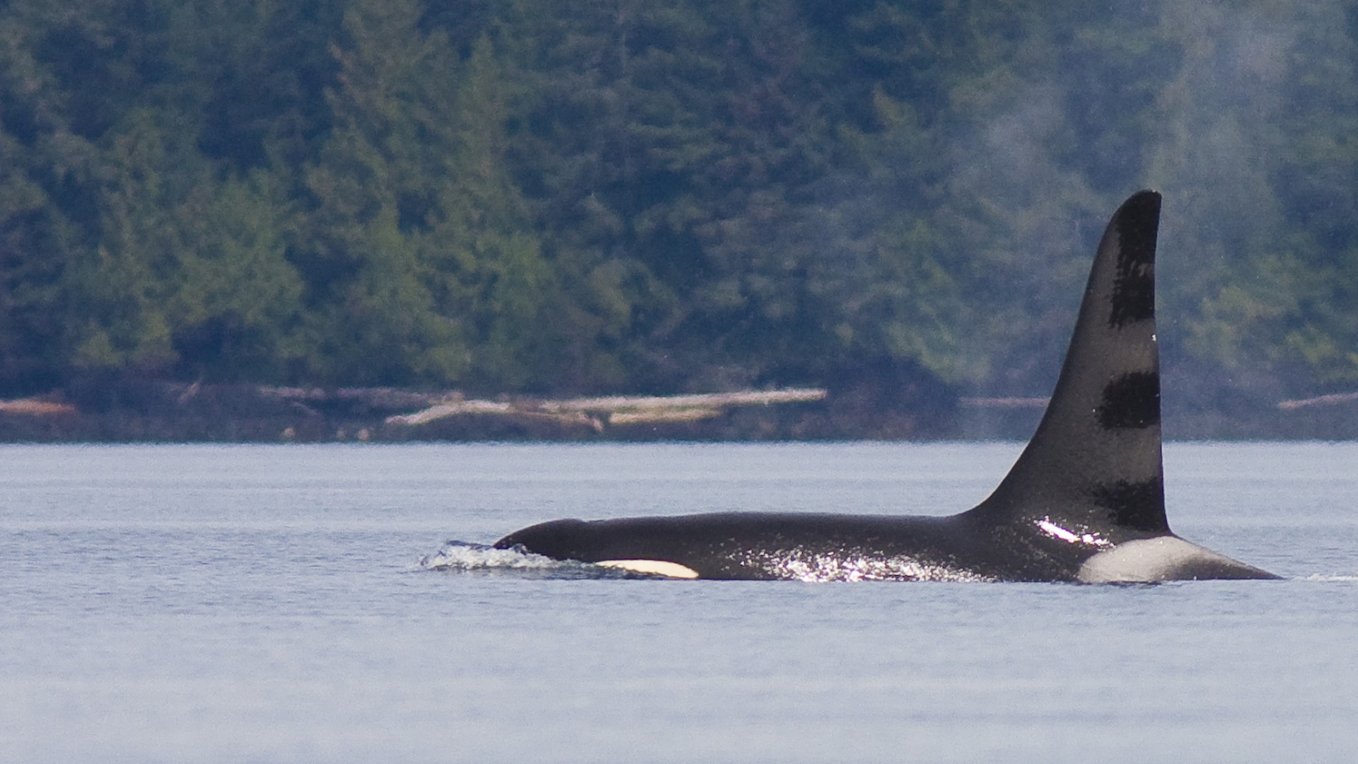 Orca whale breaching the surface of the water with dense trees behind it in British Columbia