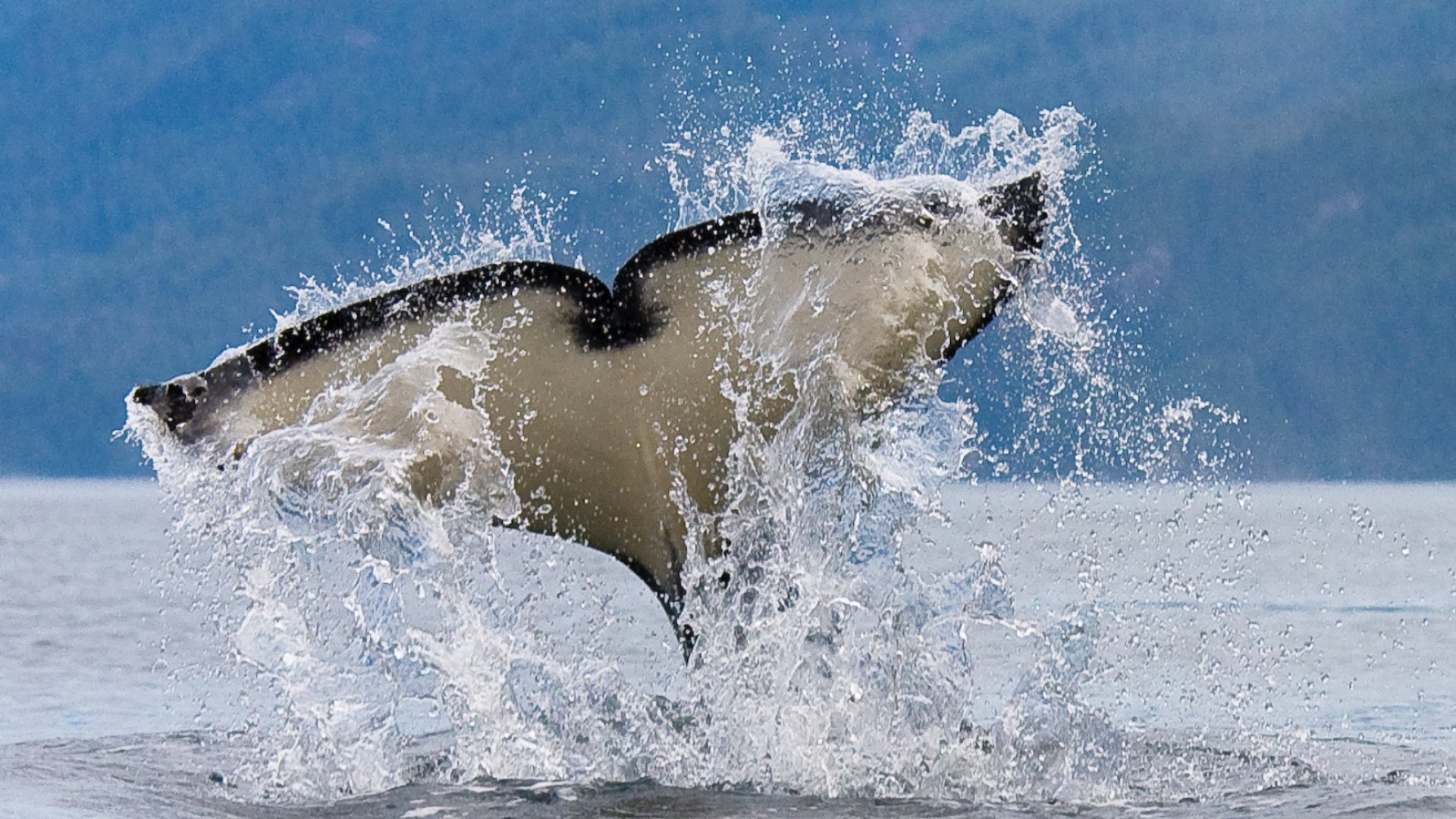 Orca whale tail slapping the water creating a big spash