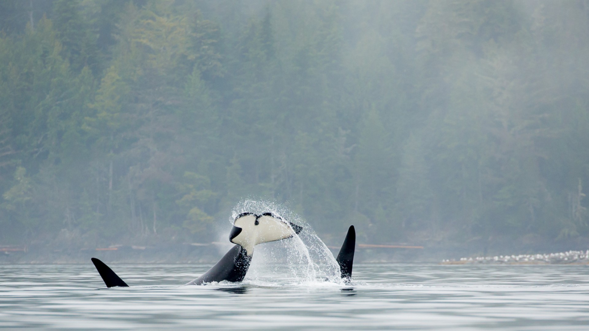 Orca fins sticking out of the water on a misty morning in the Johnstone Strait 