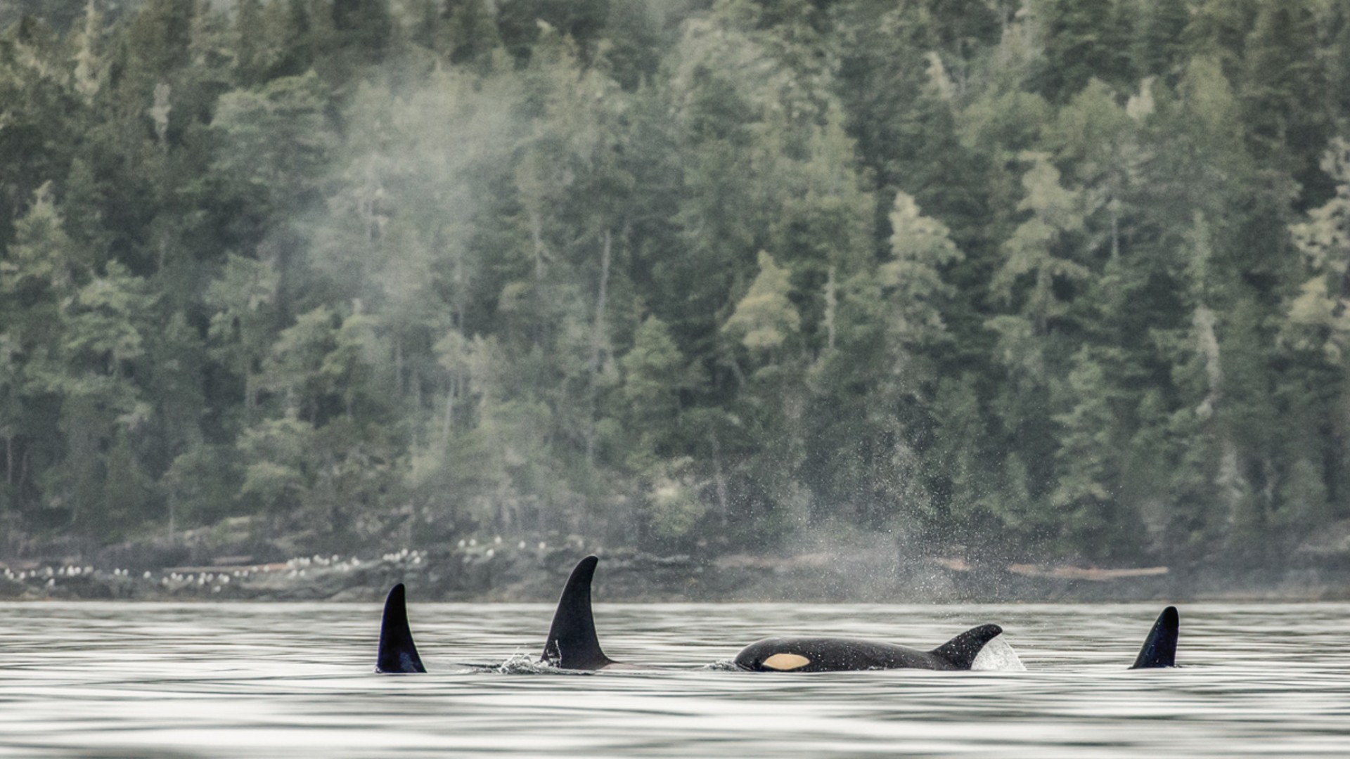Orcas breaching the water on a misty morning in British Columbia