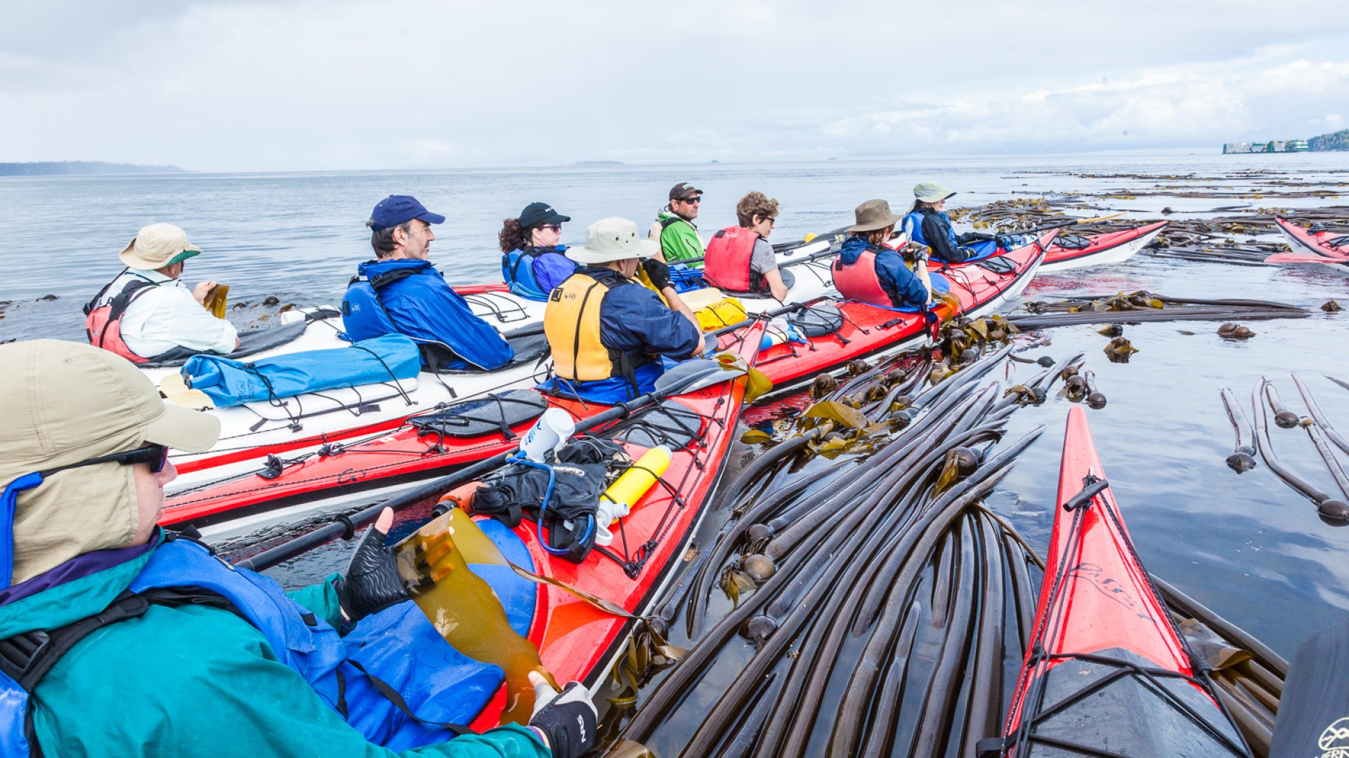 Numerous red sea kayaks paddling through a sea of bull kelp and seaweed 