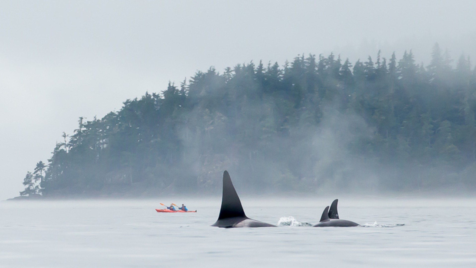 Sea kayaks paddling through a misty morning off the coast of Vancouver Island