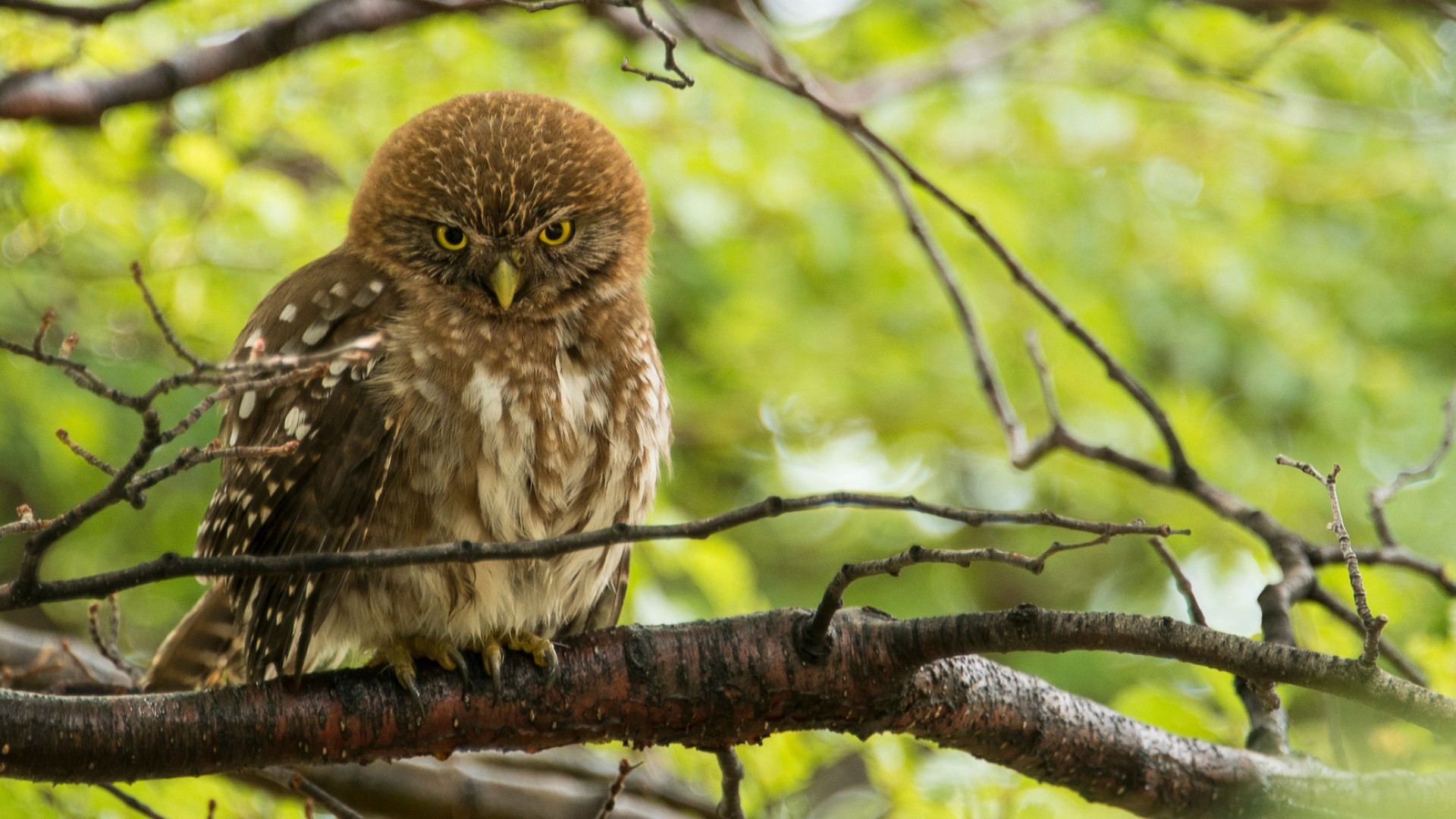 owl in tree in patagonia
