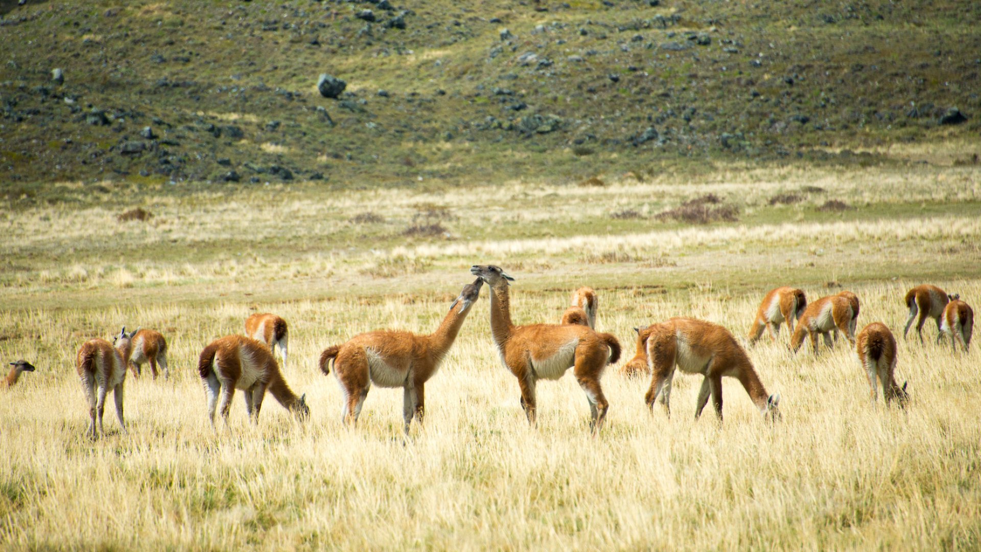 Wildlife in a meadow in Patagonia
