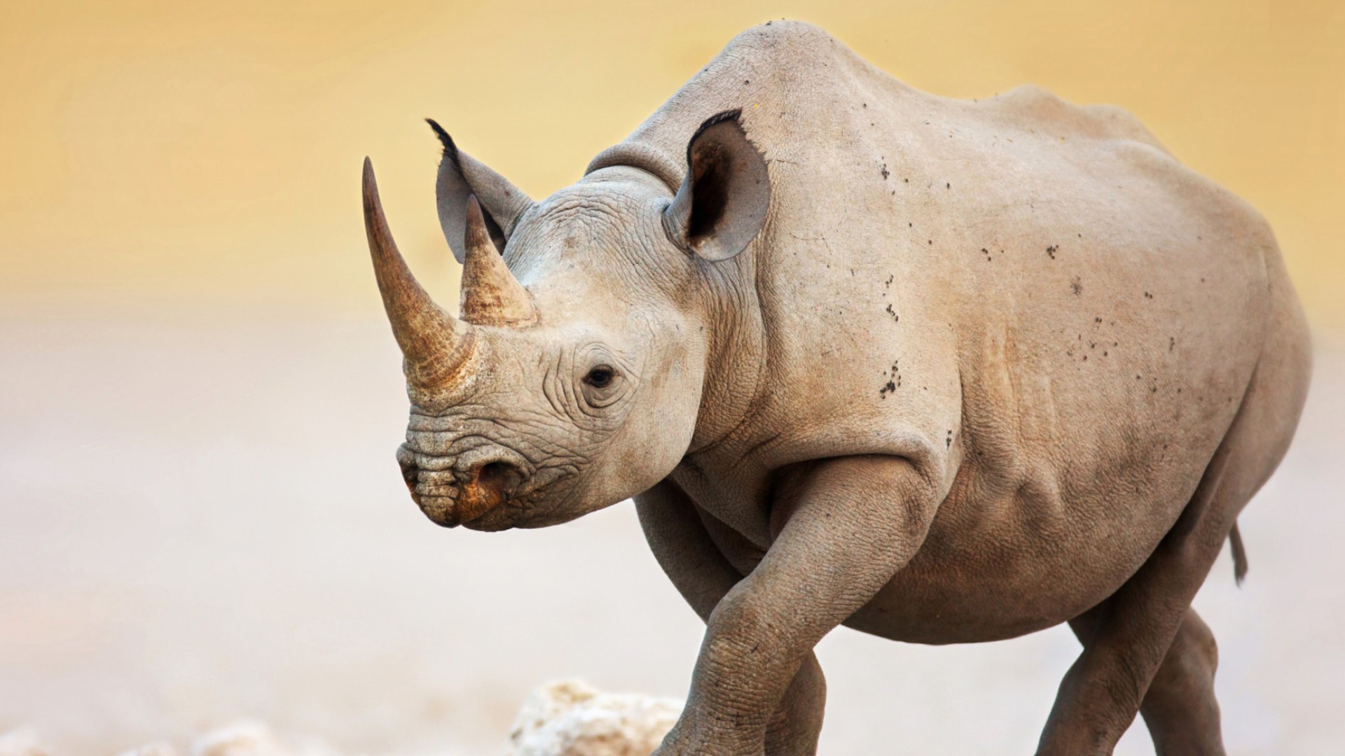 close up of a rare black rhino as seen on a safari