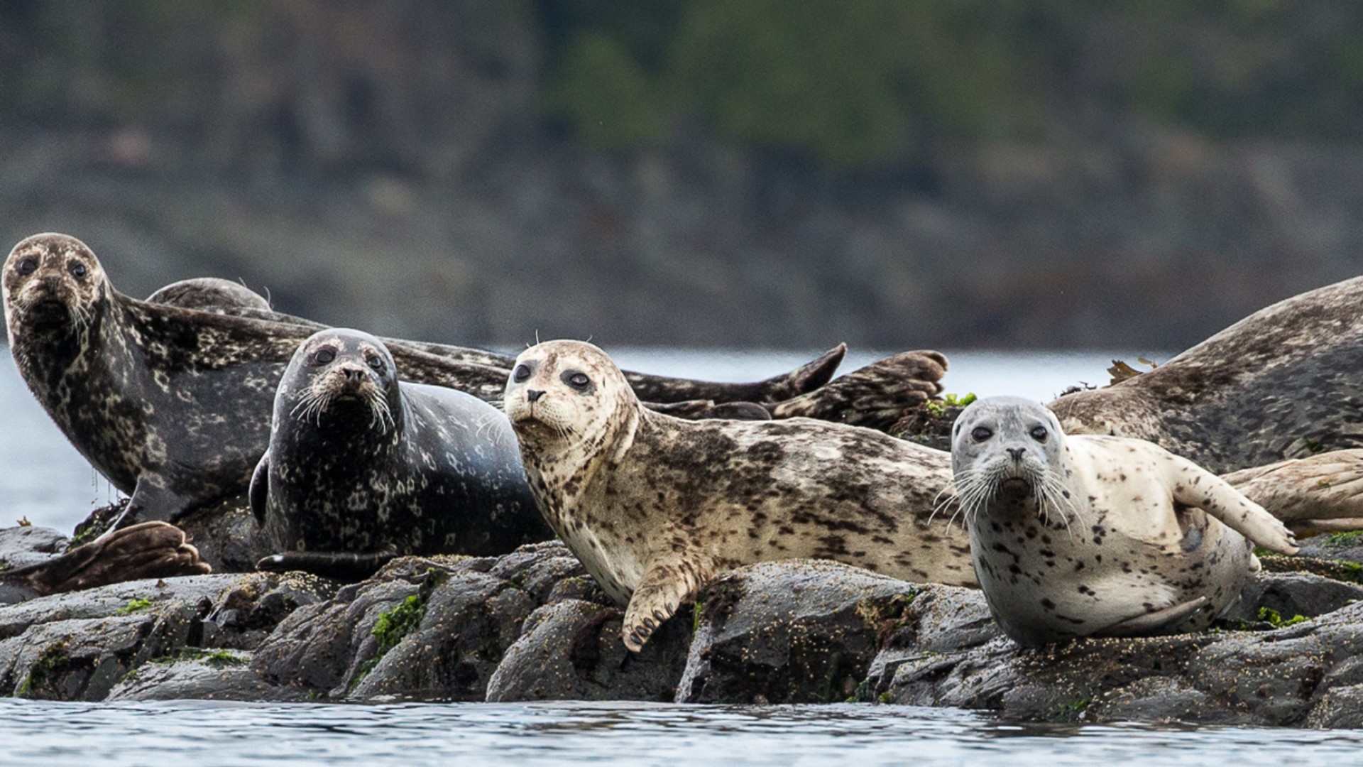 A group of seals resting on rocks along the Pacific Ocean in British Columbia