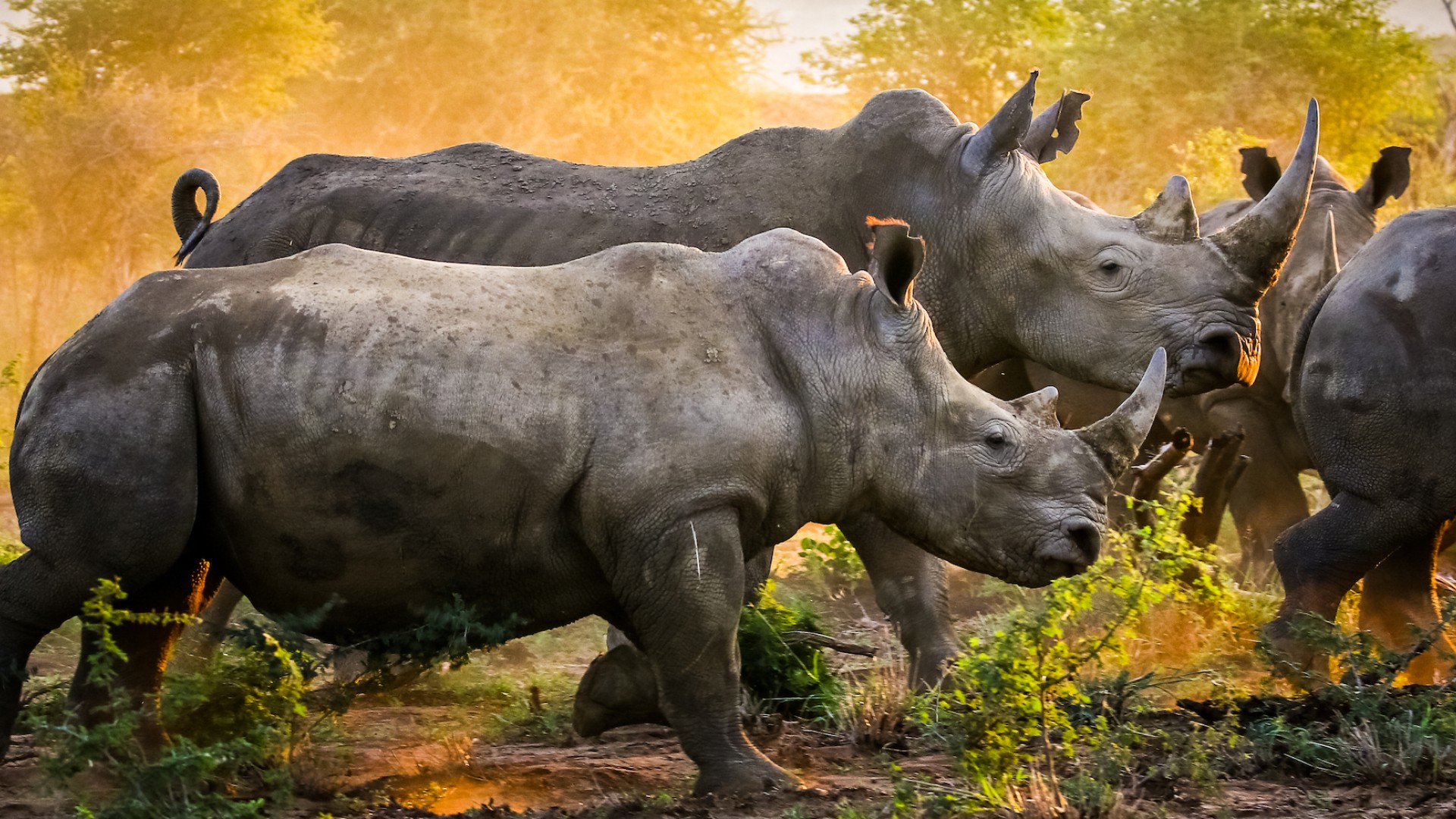 Three rhinoceros walking at golden hour 