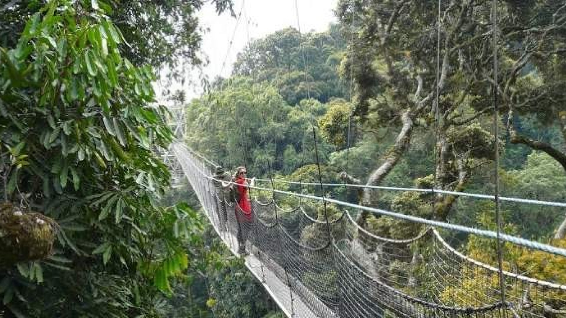 People walking across a hanging bridge in a lush forest to see gorillas in Rwanda, Africa