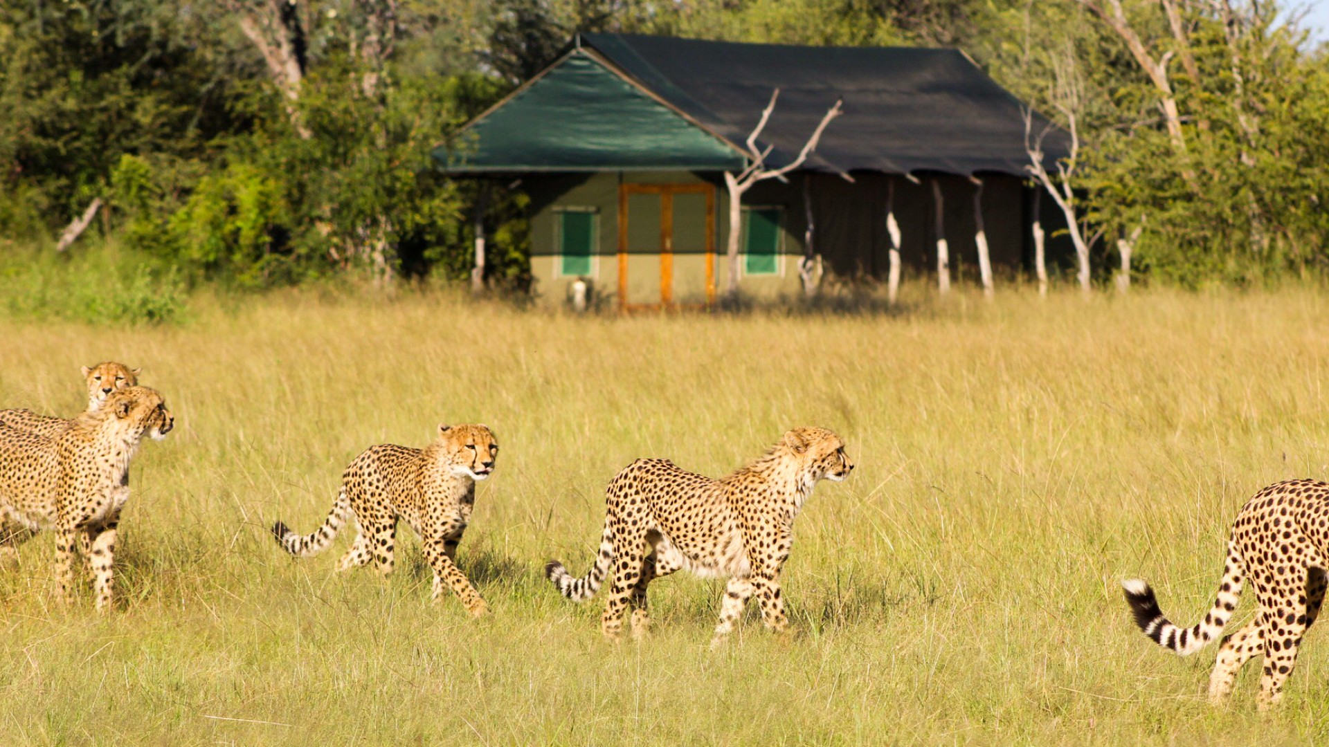cheetahs strolling through grass in front of tent 