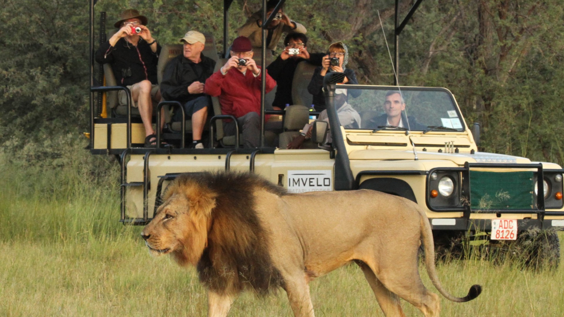 Group of tourists in a safari car watching a lion