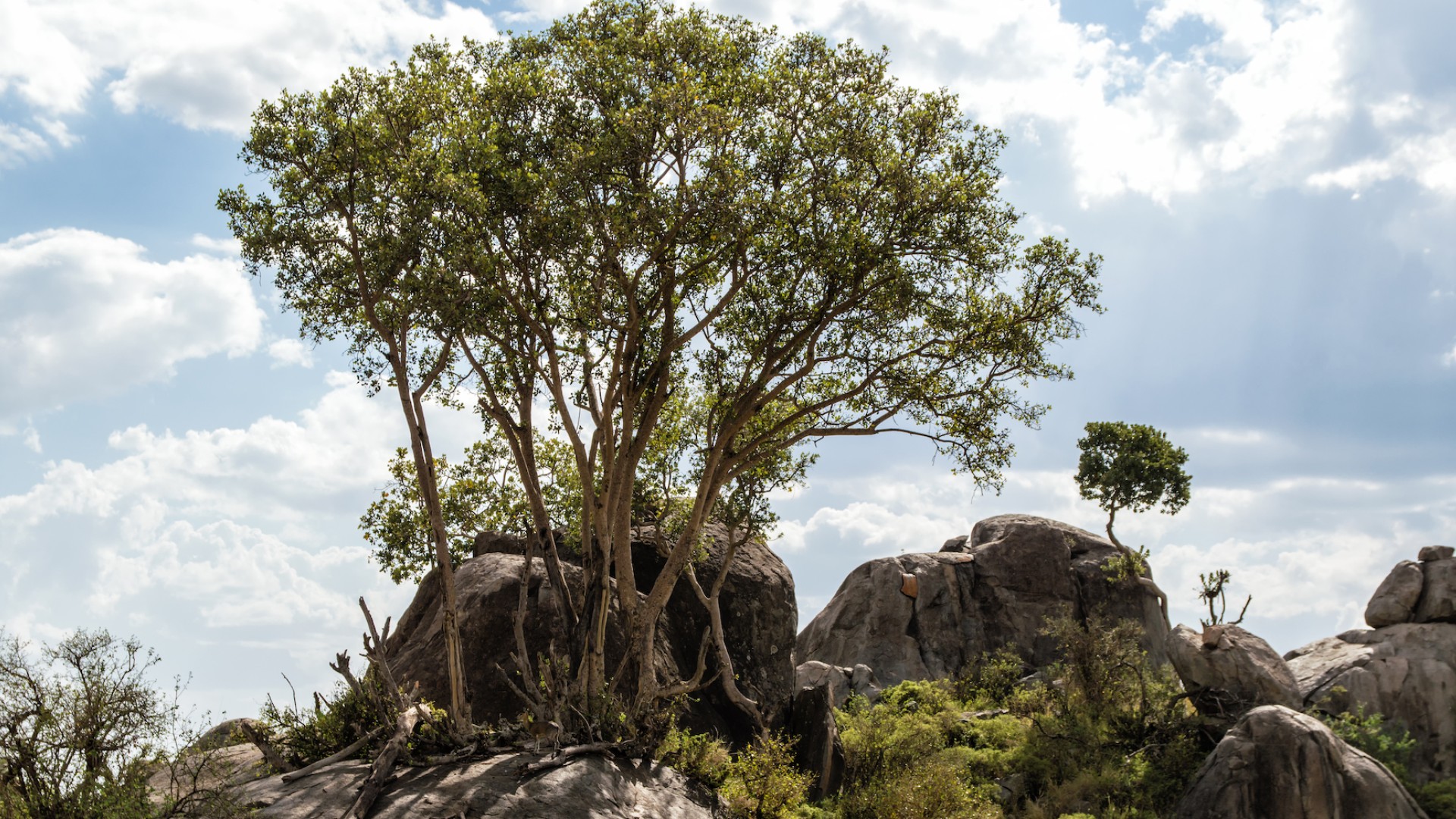 Serengeti rock formations called Kopjes in Tanzania surrounded by trees