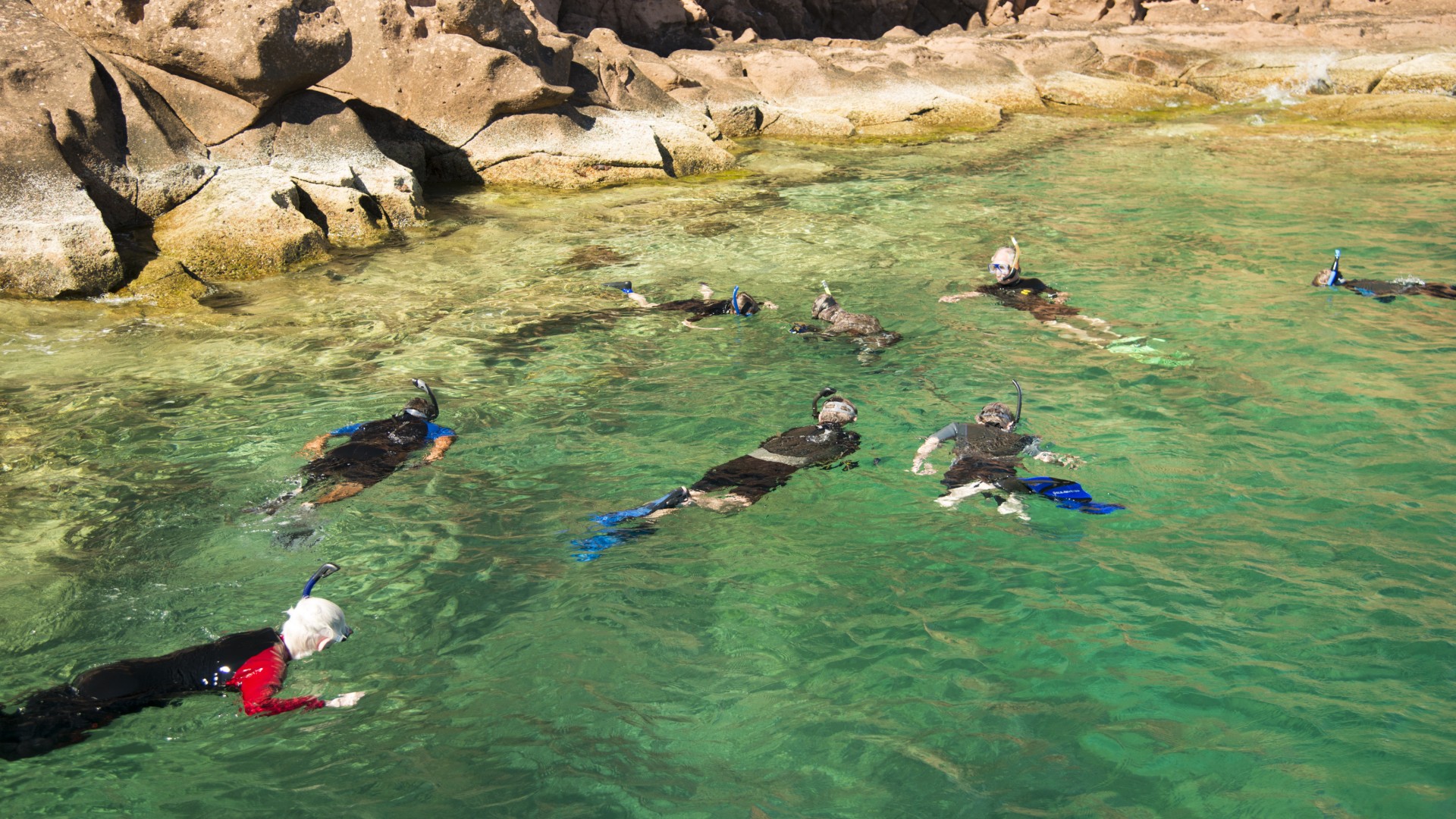 Group of people wearing short wetsuits snorkeling in the crystal clear waters of the Gulf of California 