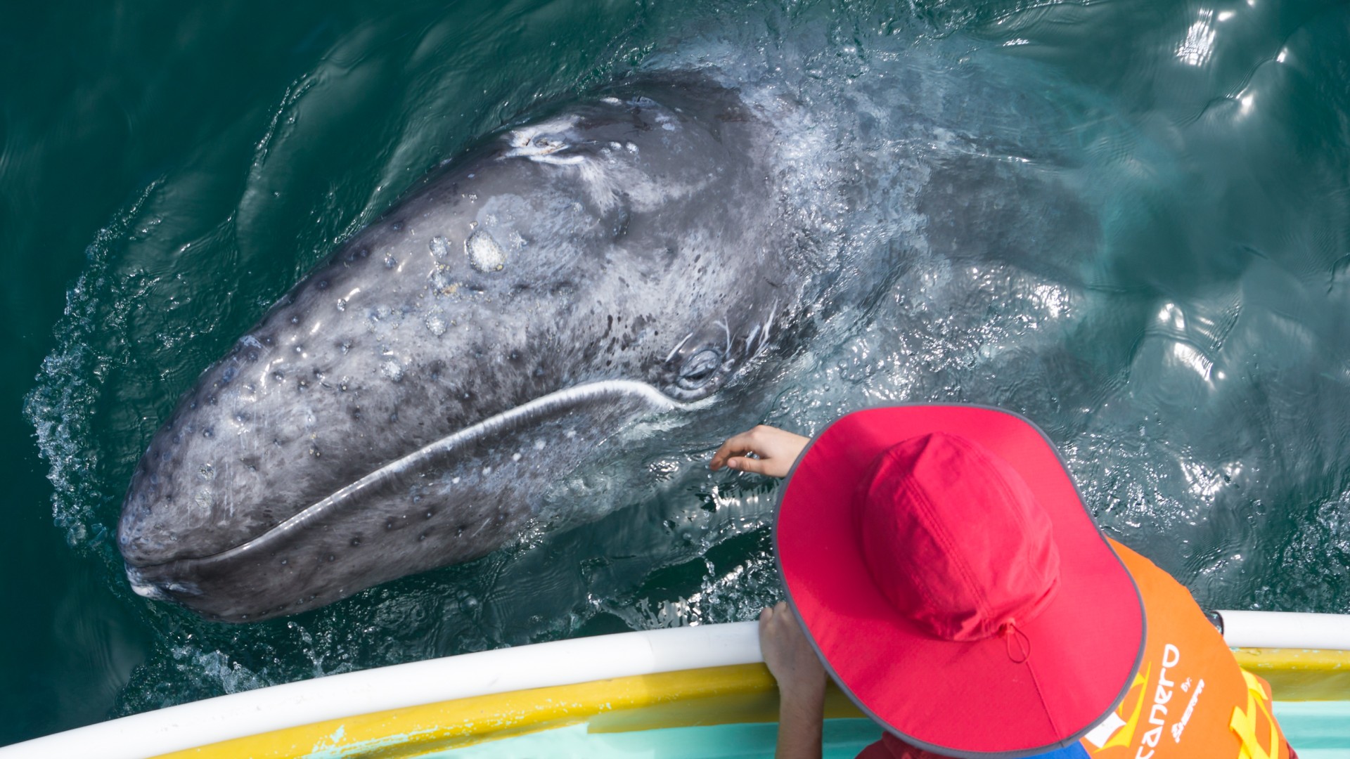 Person reaching out their hand to touch a friendly gray whale nudging their boat in Baja California Sur