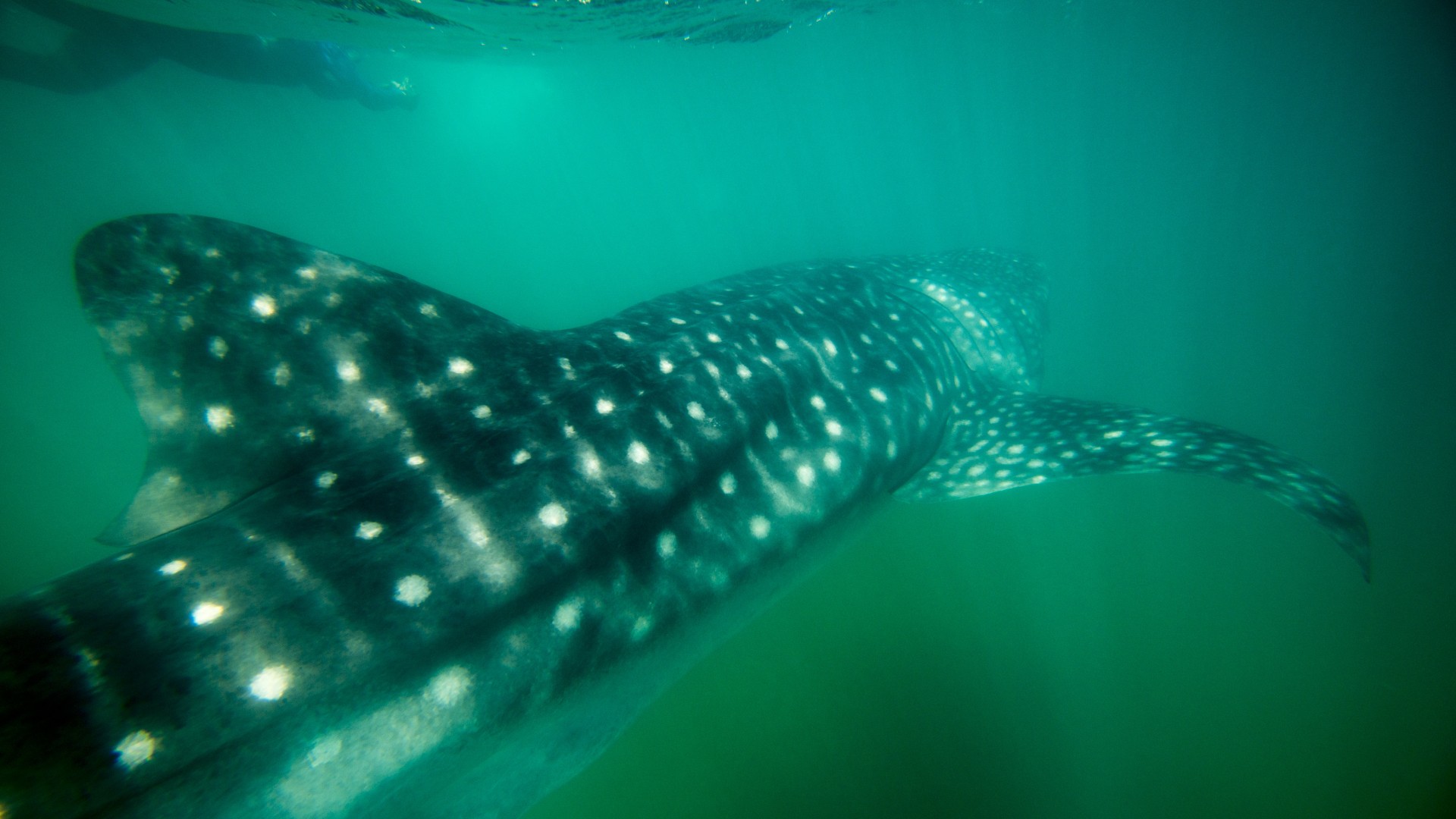 Underwater shot of a close up whale shark swimming away from the camera