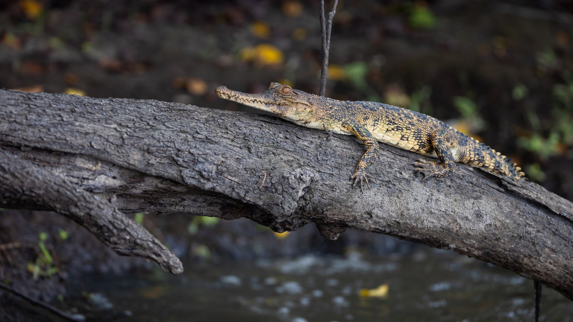 An alligator resting on a tree branch in Gabon, Africa 