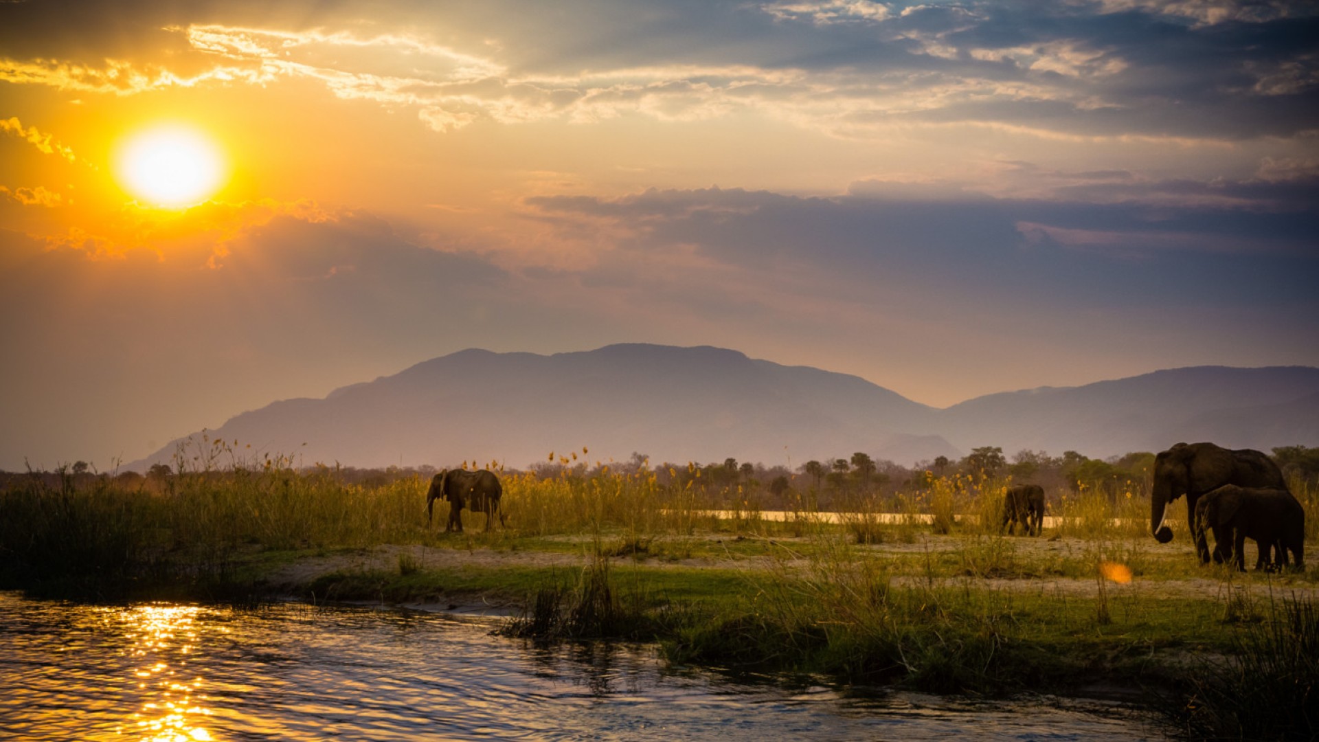 elephants near water at sunset