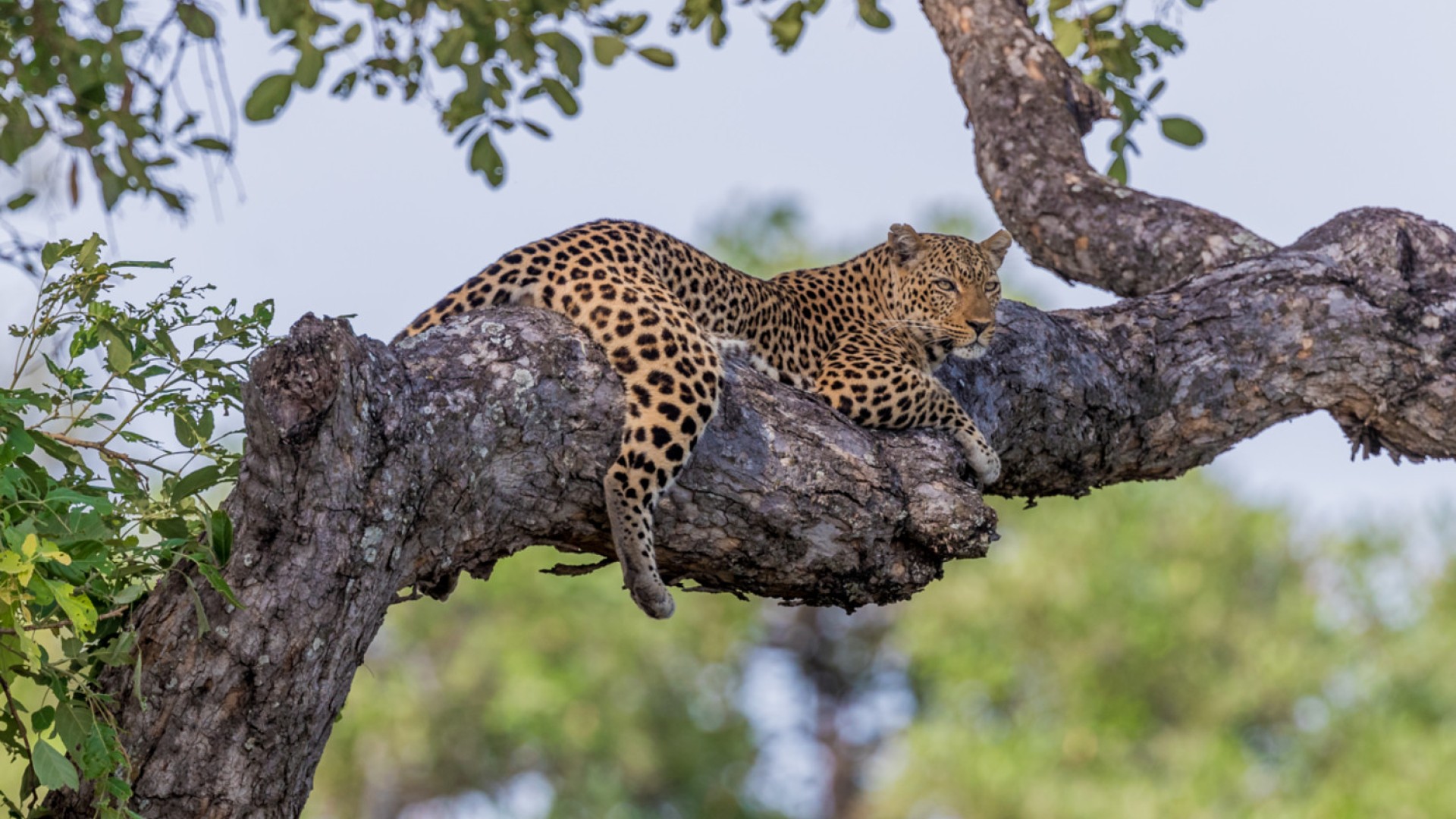 african leopard laying on a tree branch