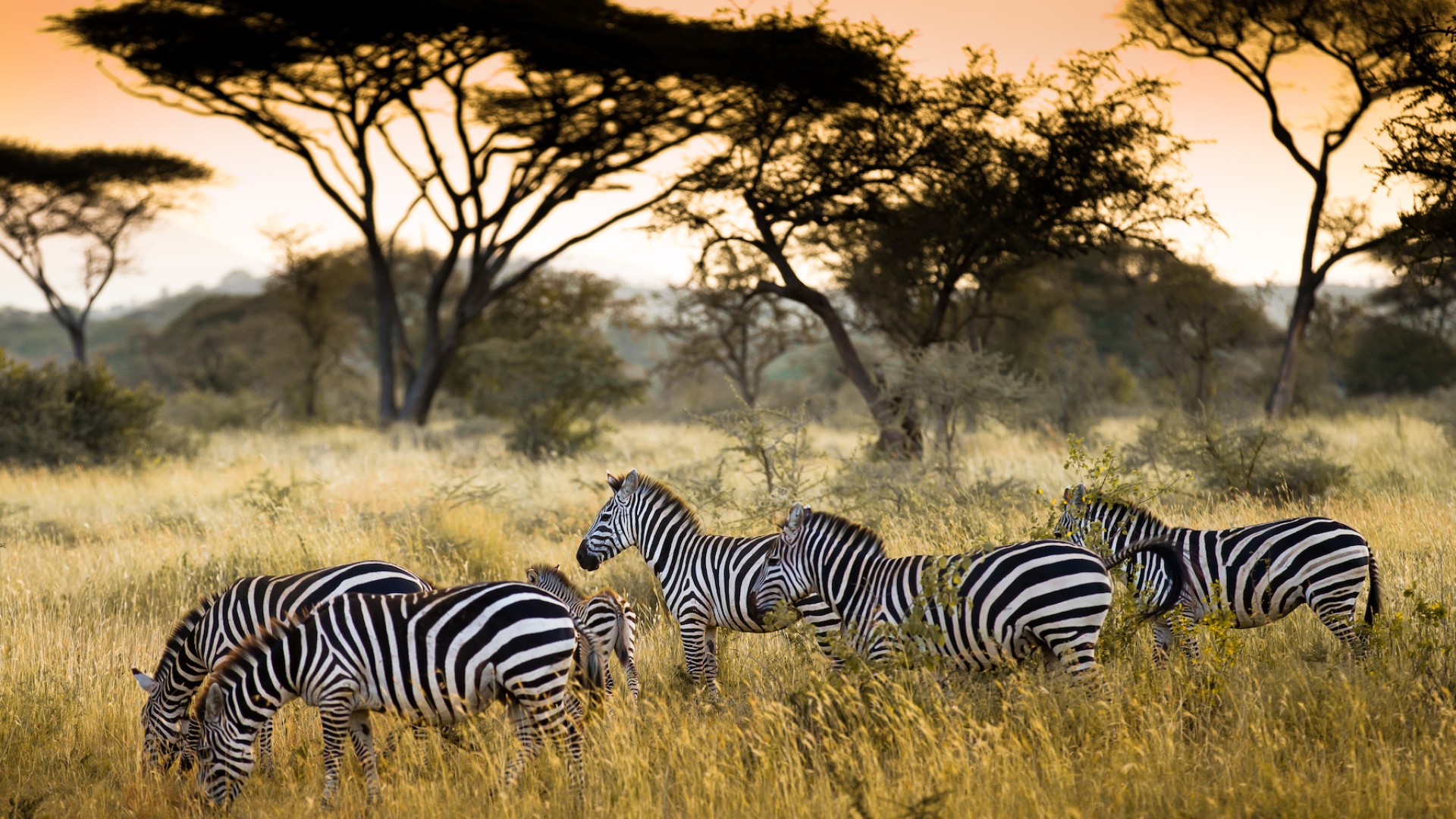 A heard of zebras in a grassy field at sunset with trees behind that with an orange sky backdrop