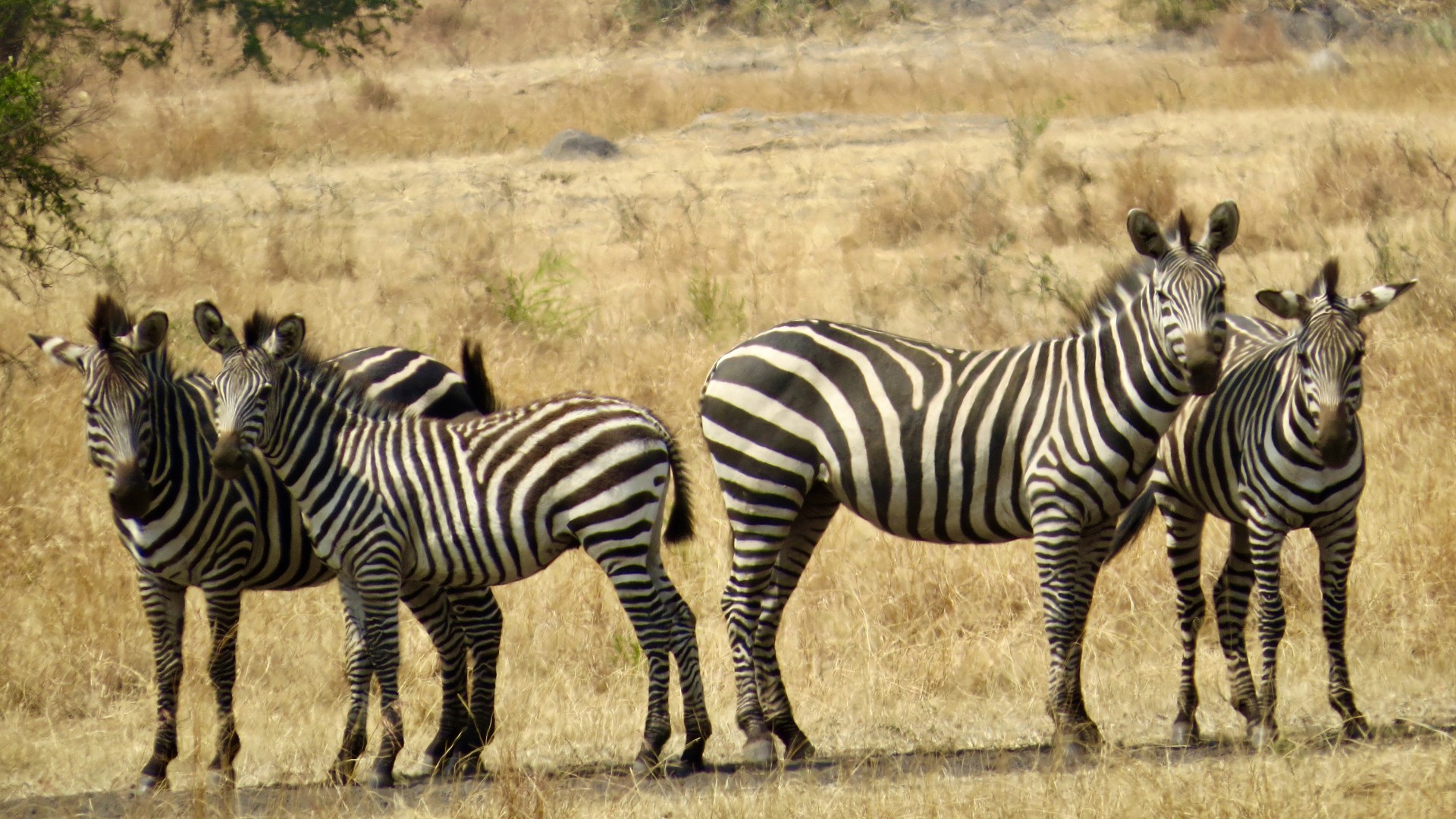 A group of zebras seen on a safari in Rwanda