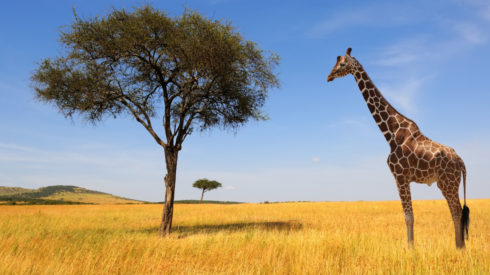 Giraffe walking through tall grass next to a tree at equal height in South Africa