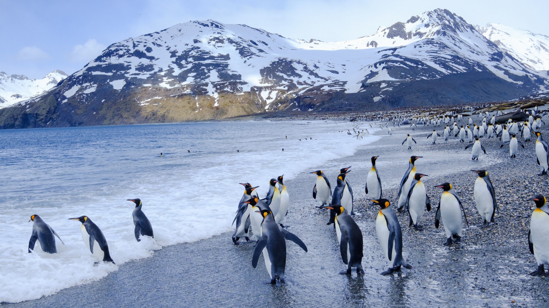 cruise tours in antarctica