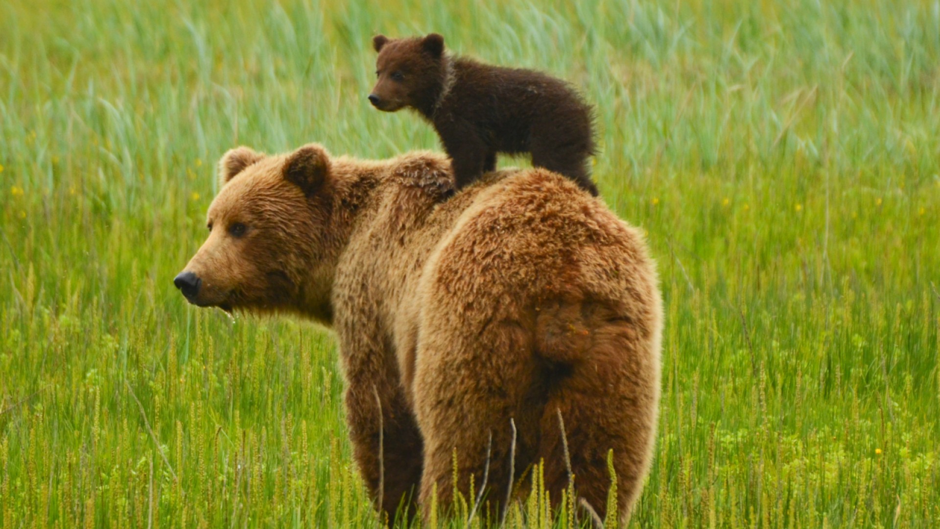 Grizzly bear mom and cub looking in the same direction in green grass