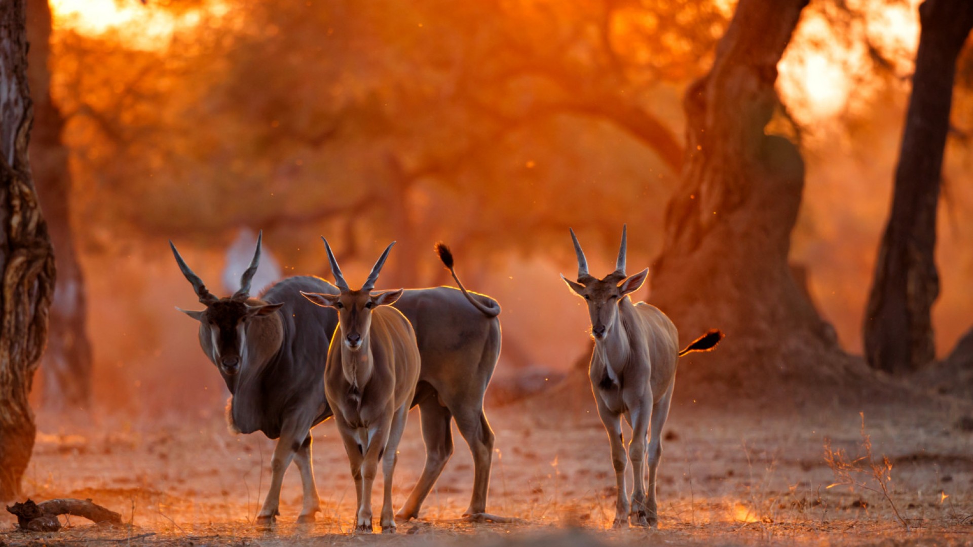 common eland at sunset