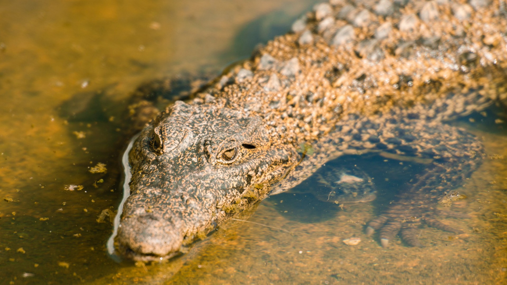 crocodile in green water in cuba