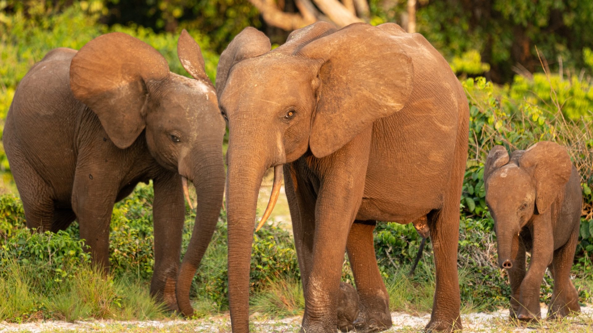 A group of forest elephants in Gabon.