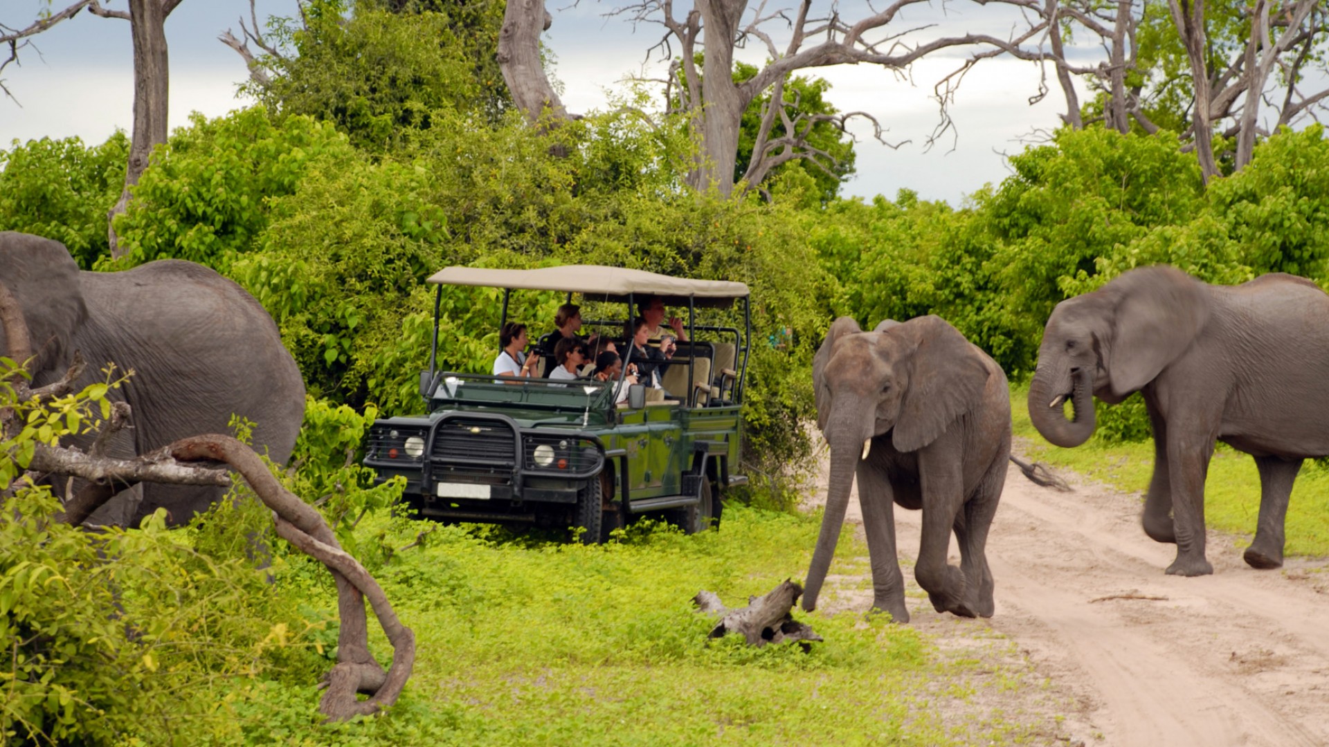 safari animal adventure