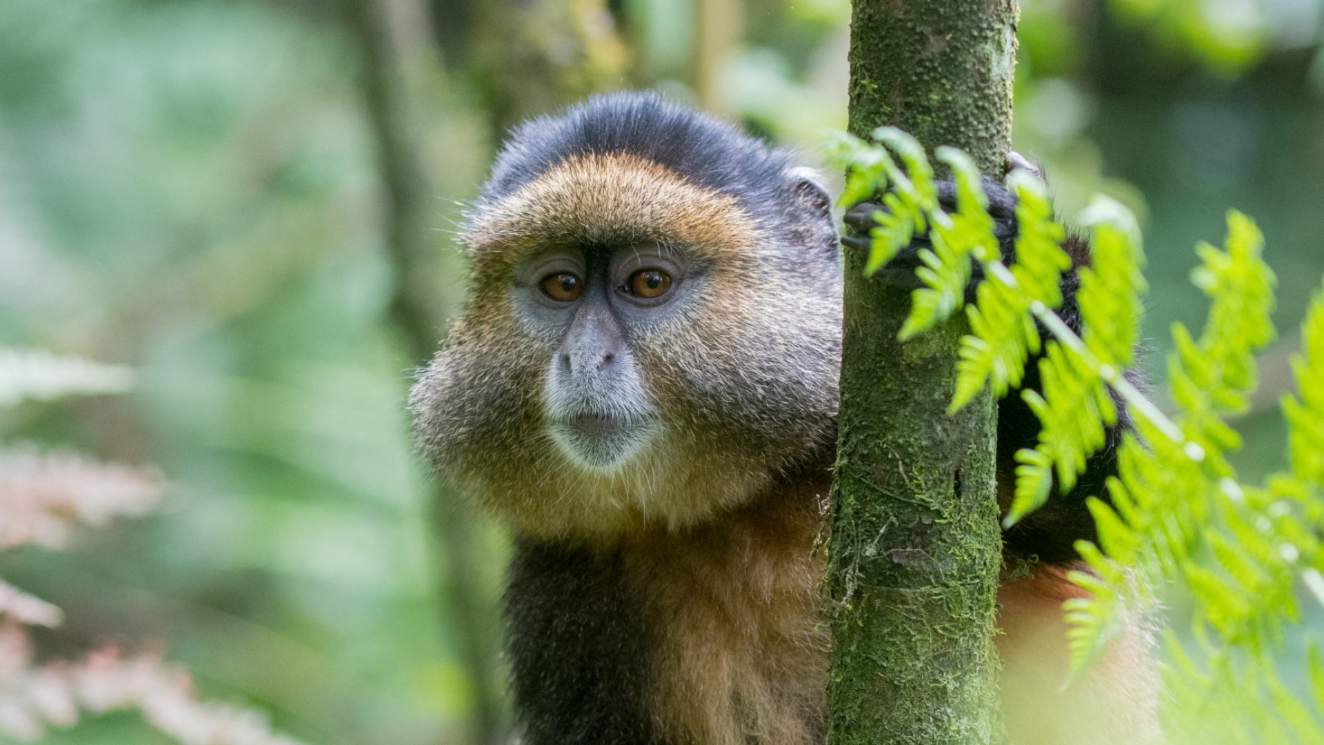 Up close of a golden monkey sitting in a tree in Rwanda